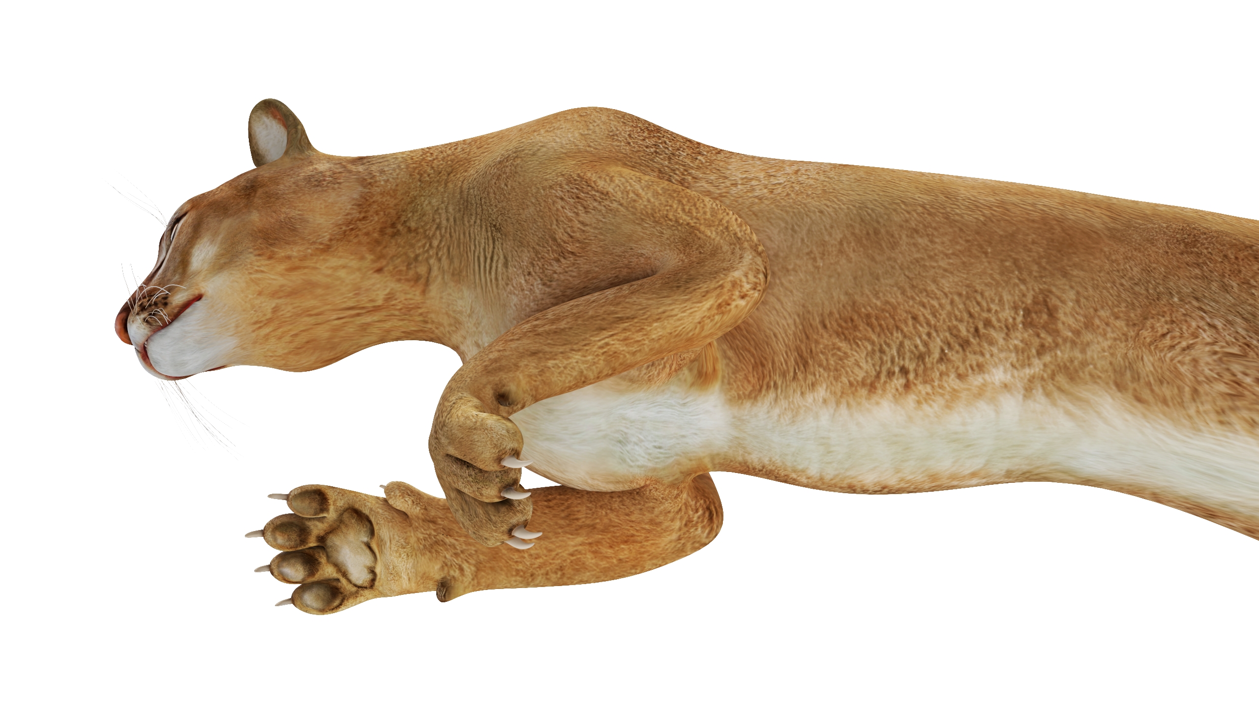 Jumping Puma 3D