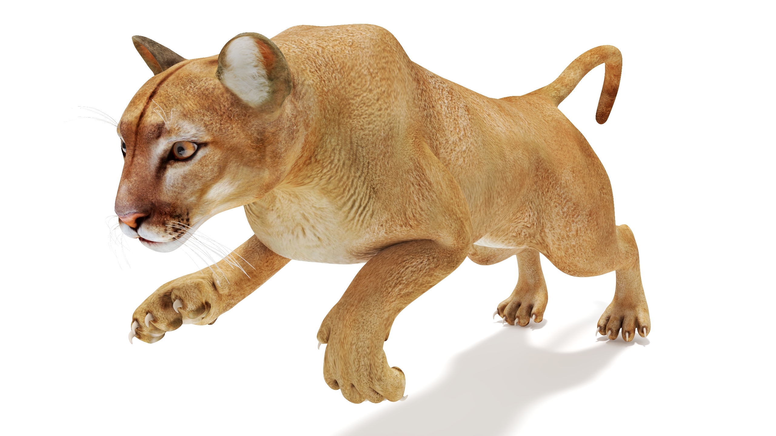 Jumping Puma 3D