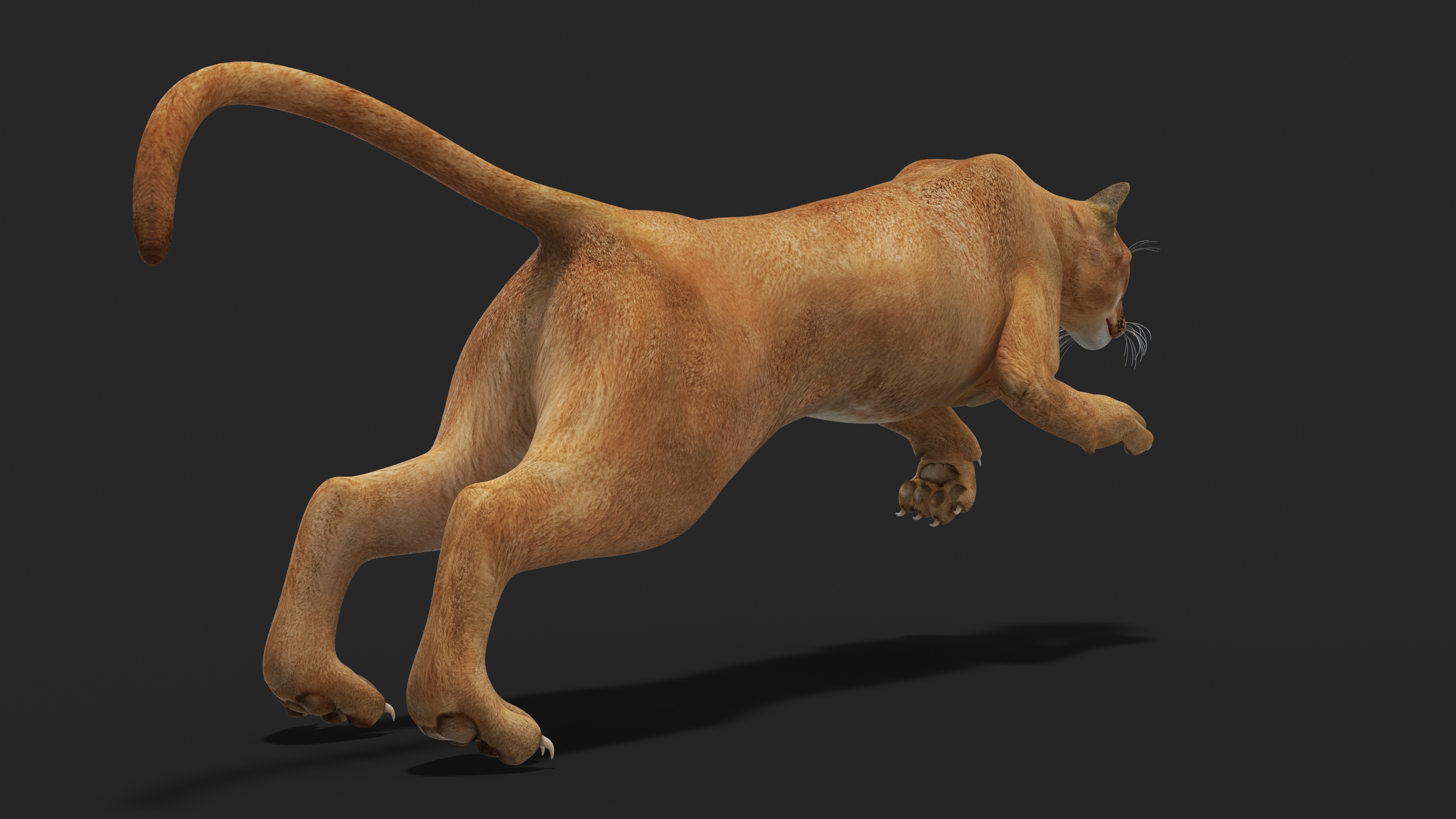 Jumping Puma 3D