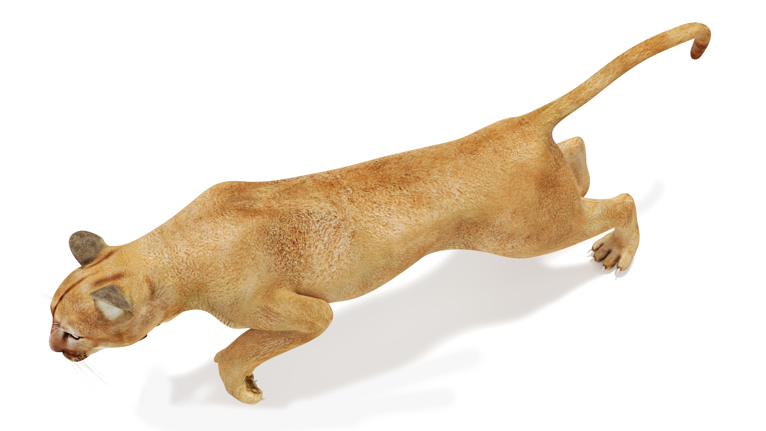 Jumping Puma 3D