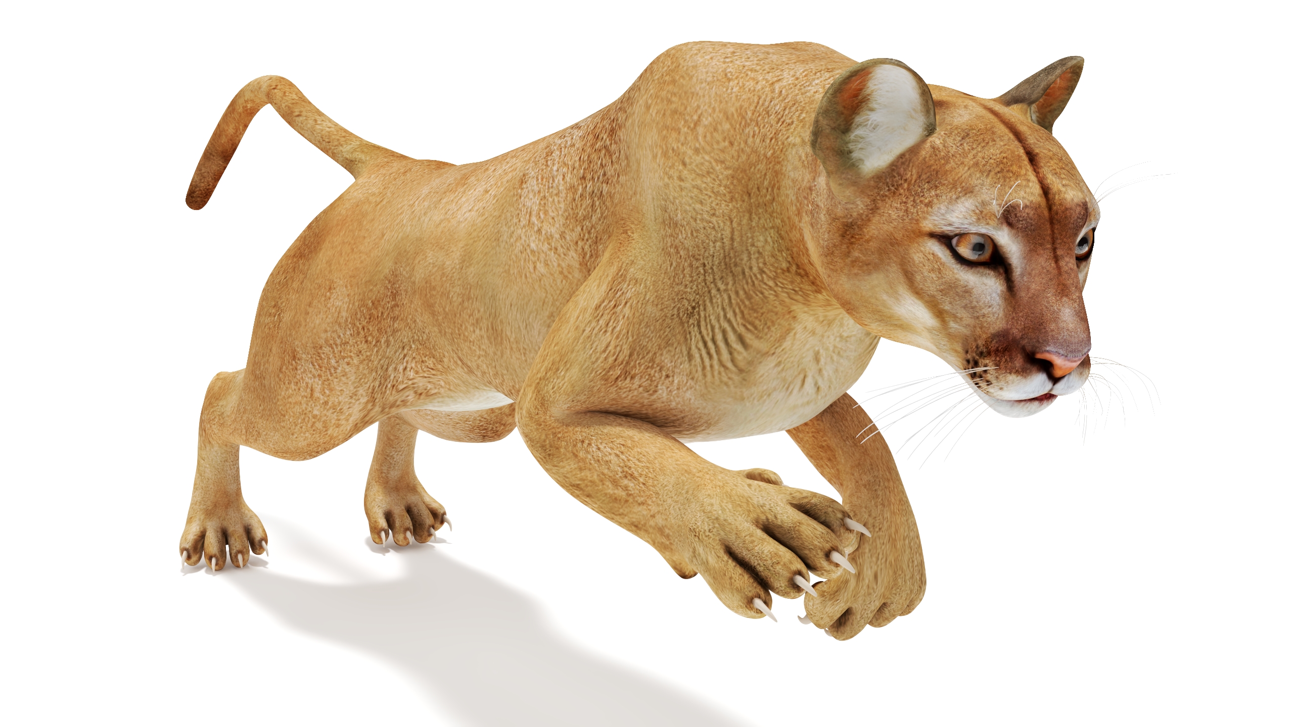 Jumping Puma 3D