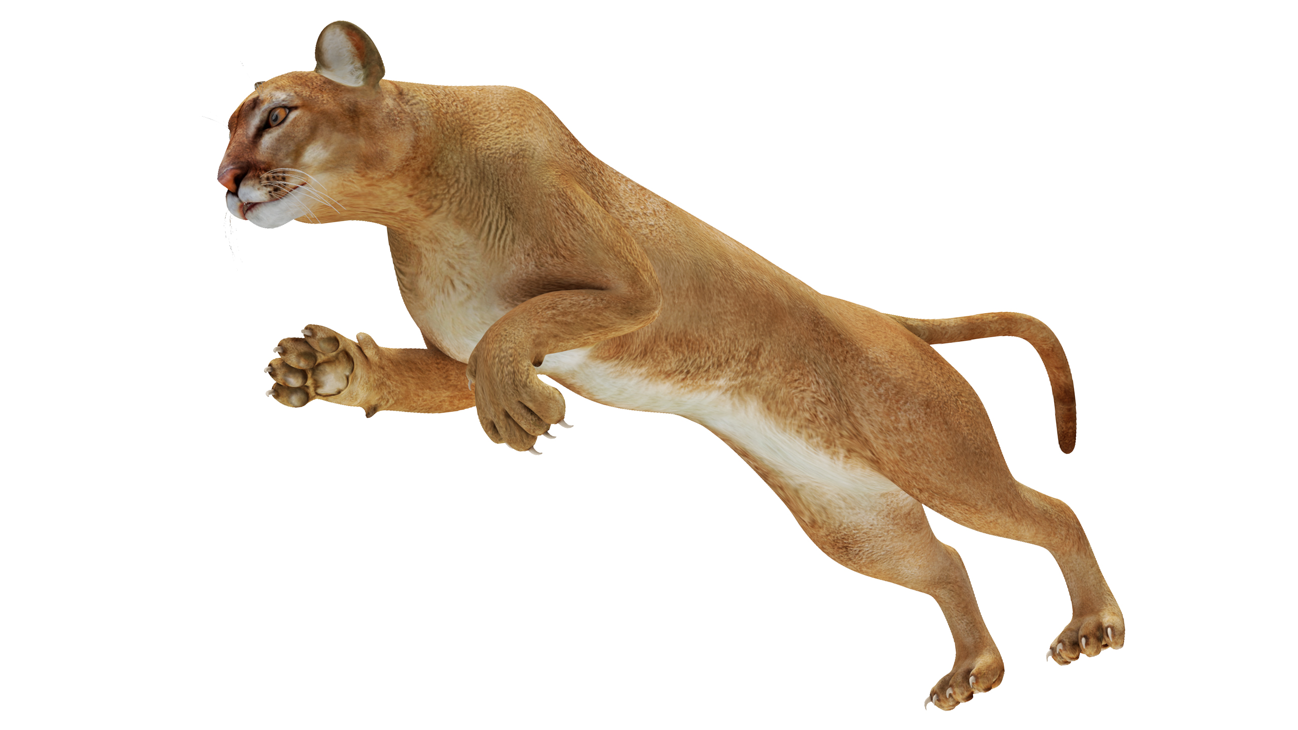 Jumping Puma 3D
