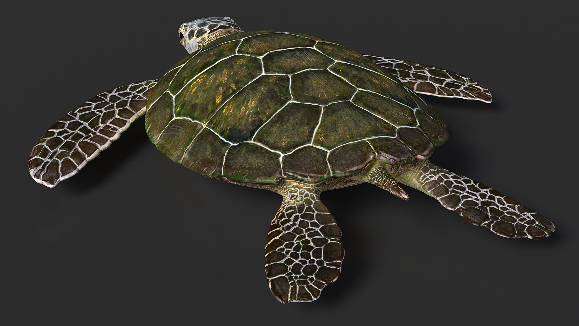 Realistic Sea Turtle Rigged 3D
