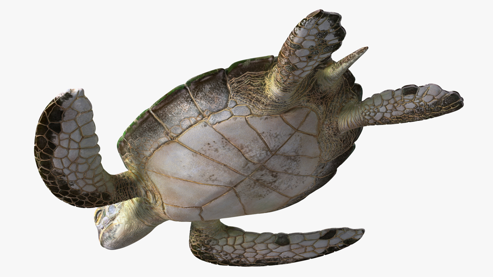 Realistic Sea Turtle Rigged 3D