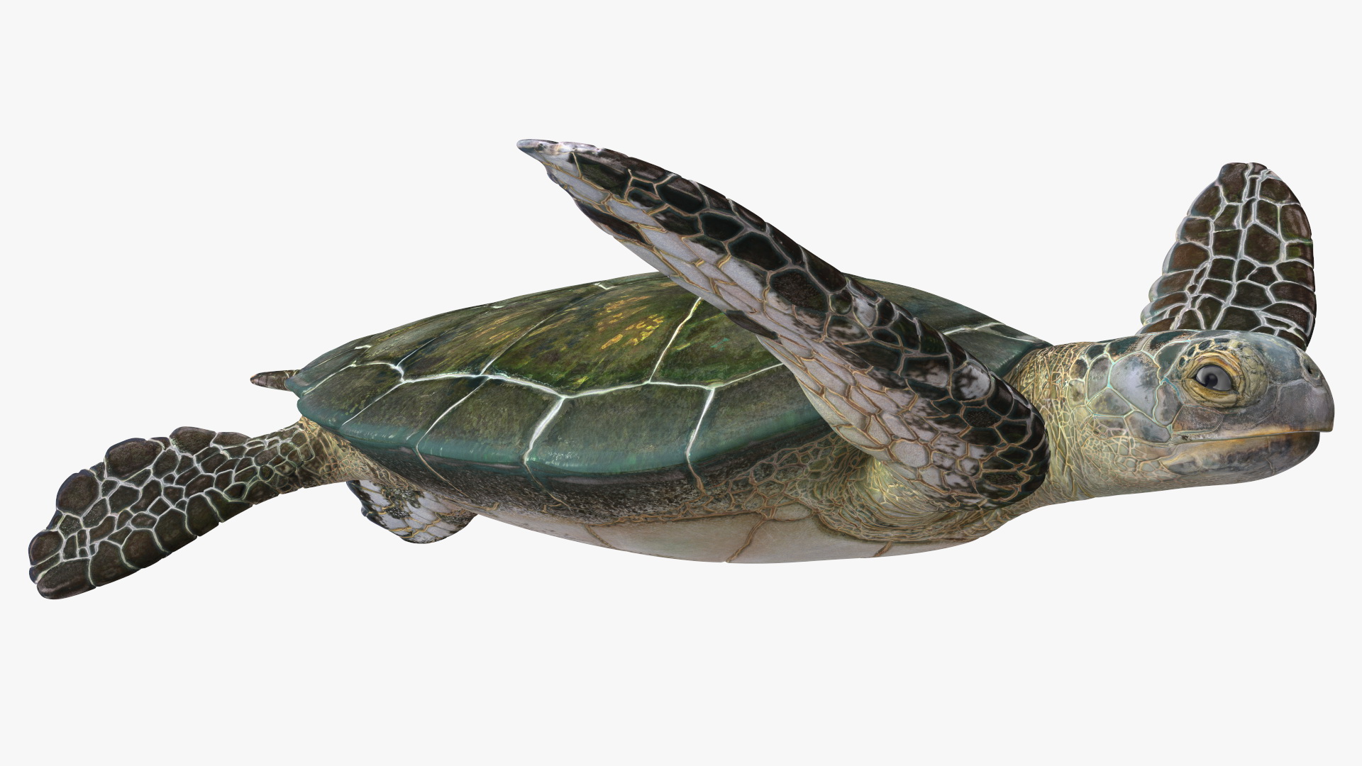 Realistic Sea Turtle Rigged 3D