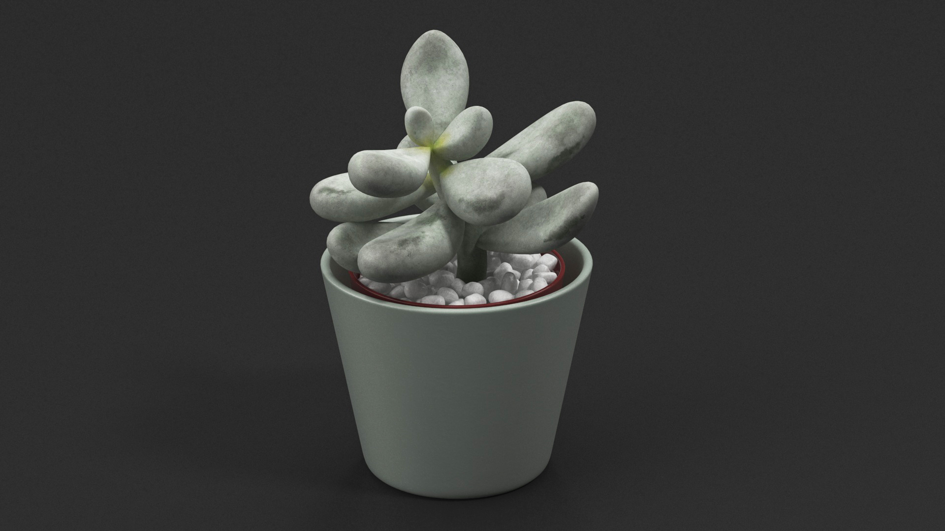 Succulent Plant Pachyphytum 3D