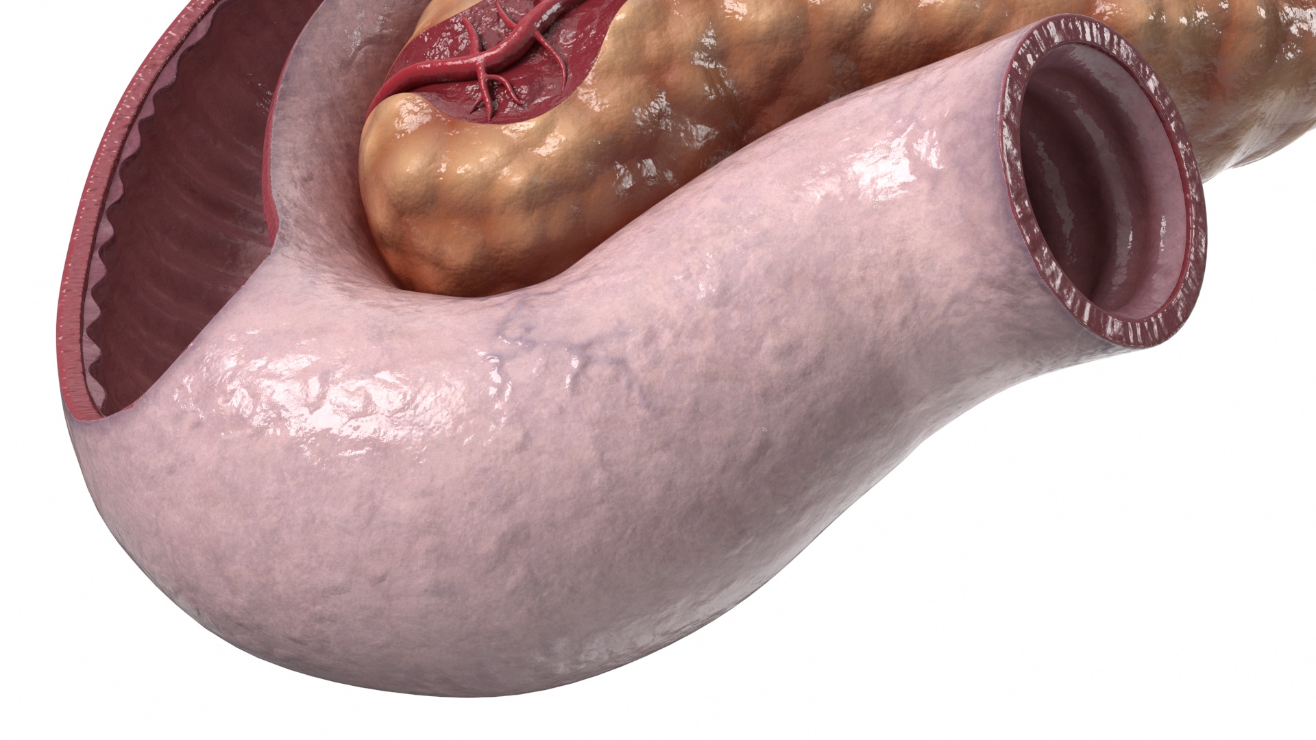 3D Human Pancreas Cut model