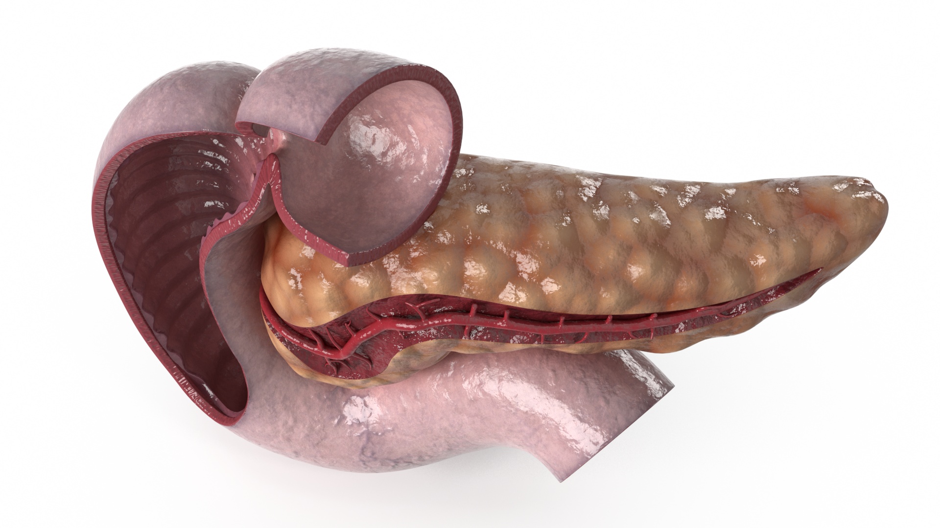 3D Human Pancreas Cut model
