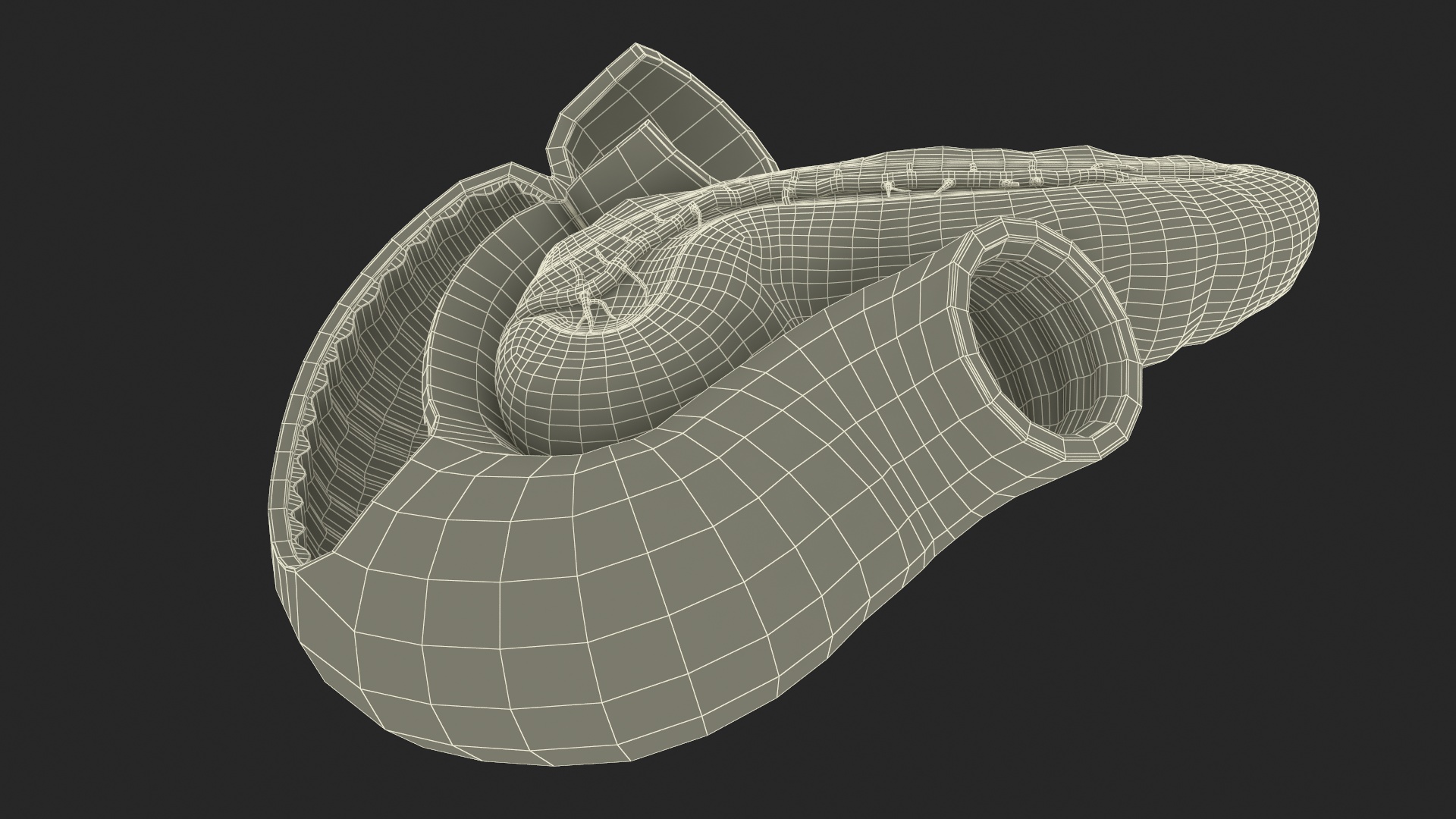 3D Human Pancreas Cut model