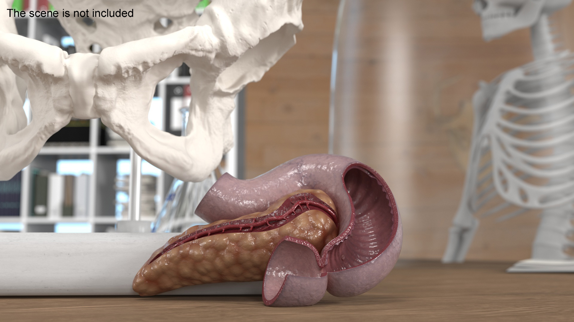 3D Human Pancreas Cut model