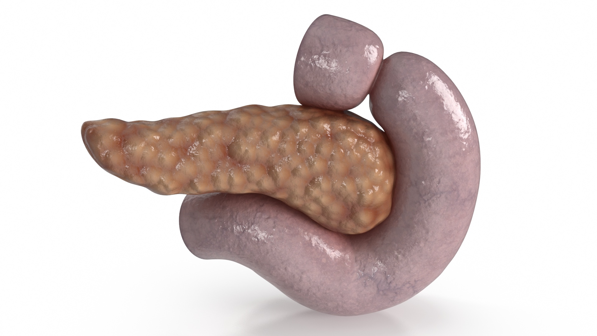 3D Human Pancreas Cut model