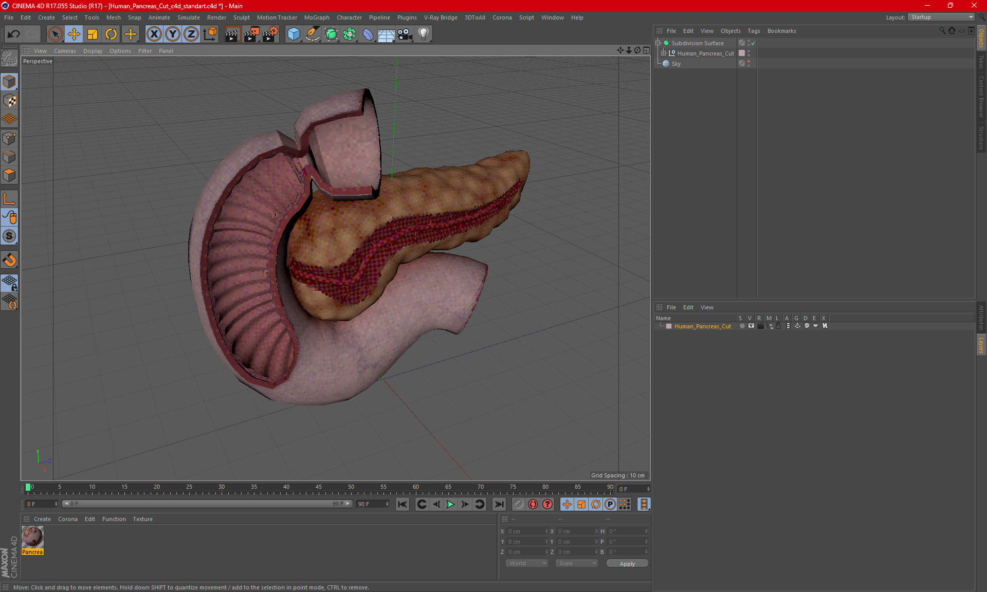 3D Human Pancreas Cut model
