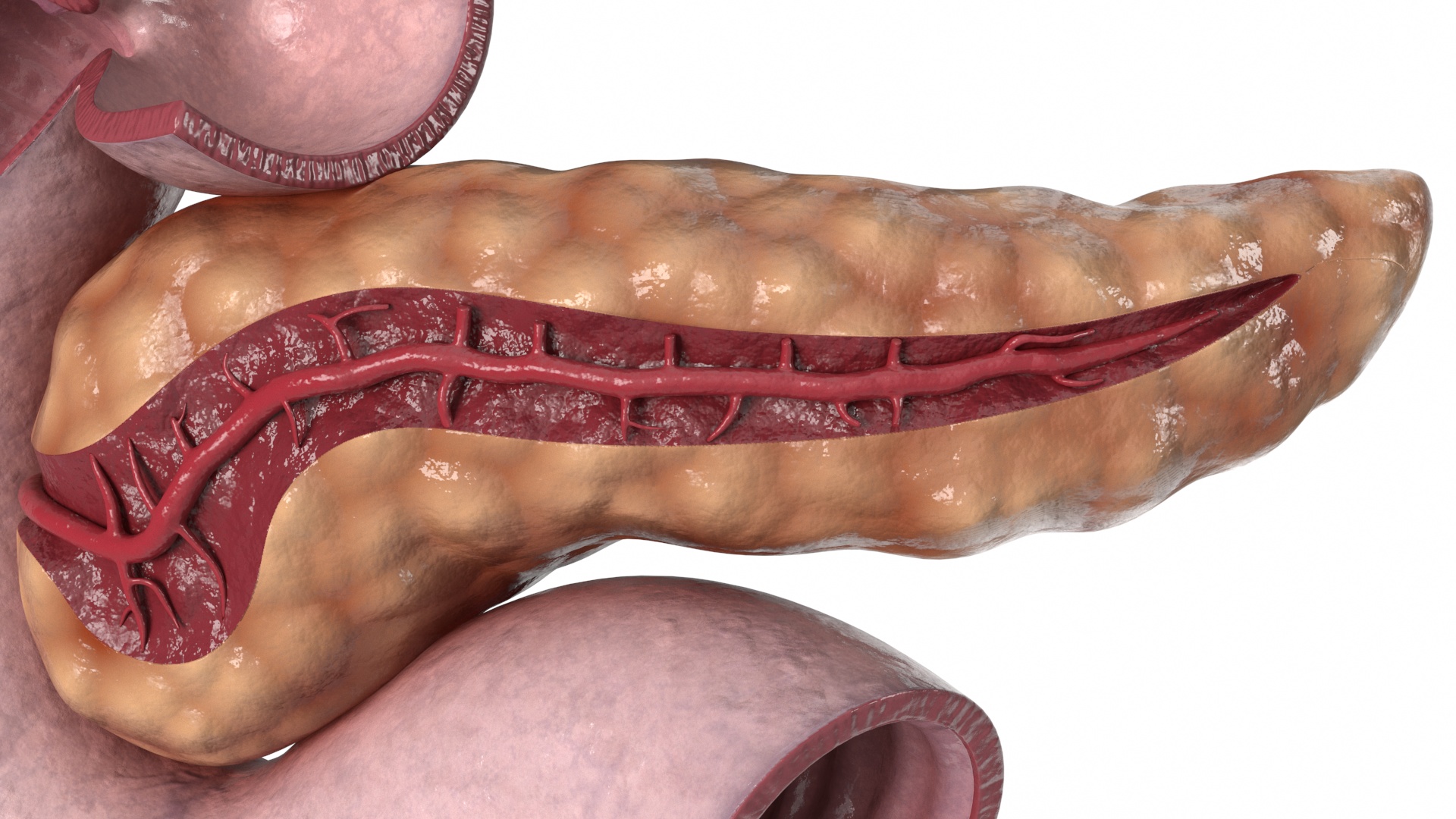 3D Human Pancreas Cut model
