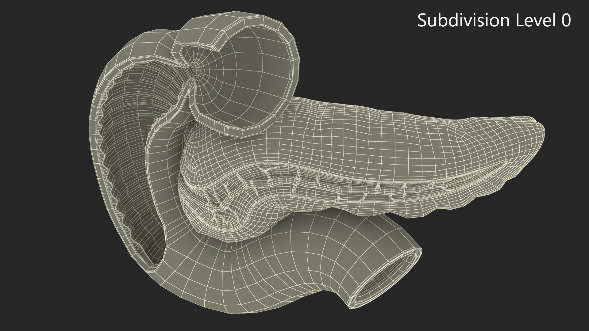 3D Human Pancreas Cut model