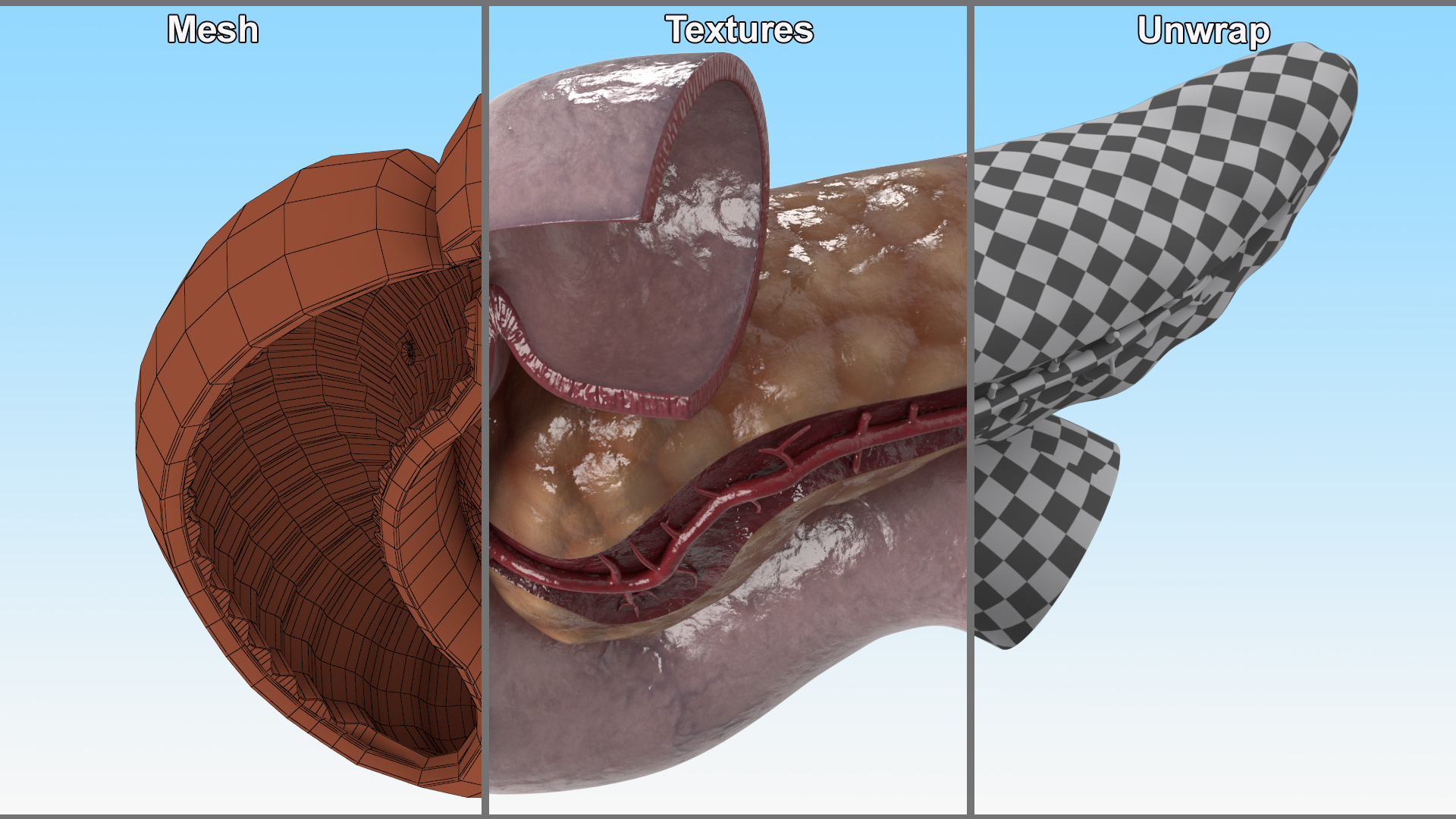 3D Human Pancreas Cut model
