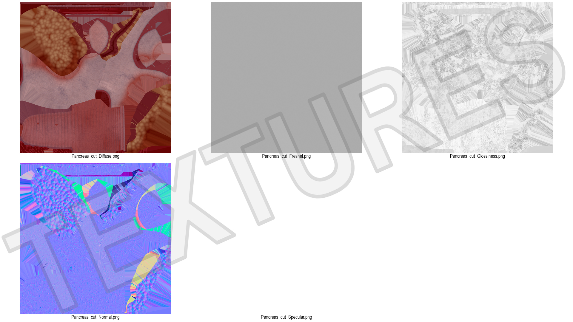 3D Human Pancreas Cut model