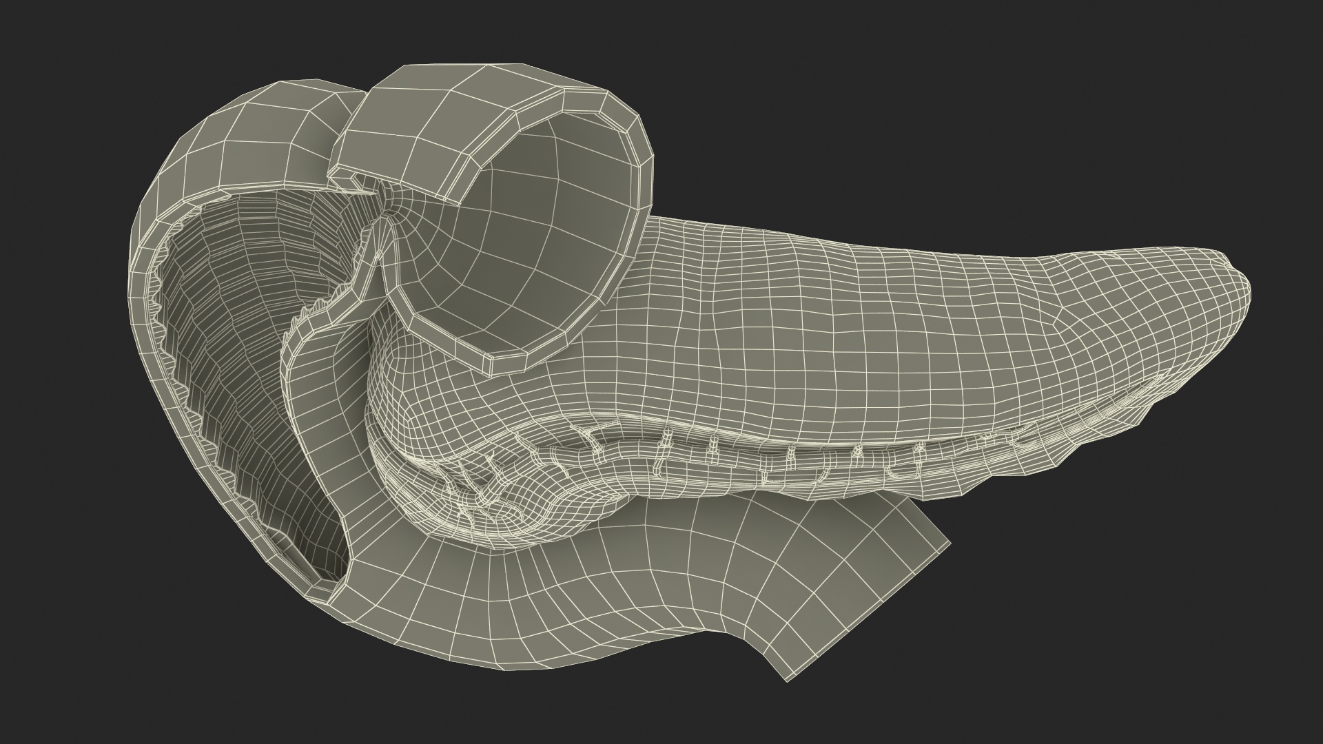 3D Human Pancreas Cut model