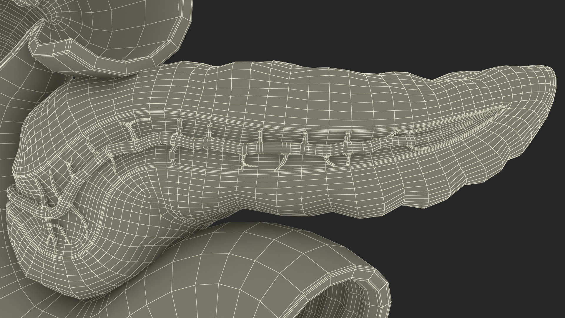 3D Human Pancreas Cut model