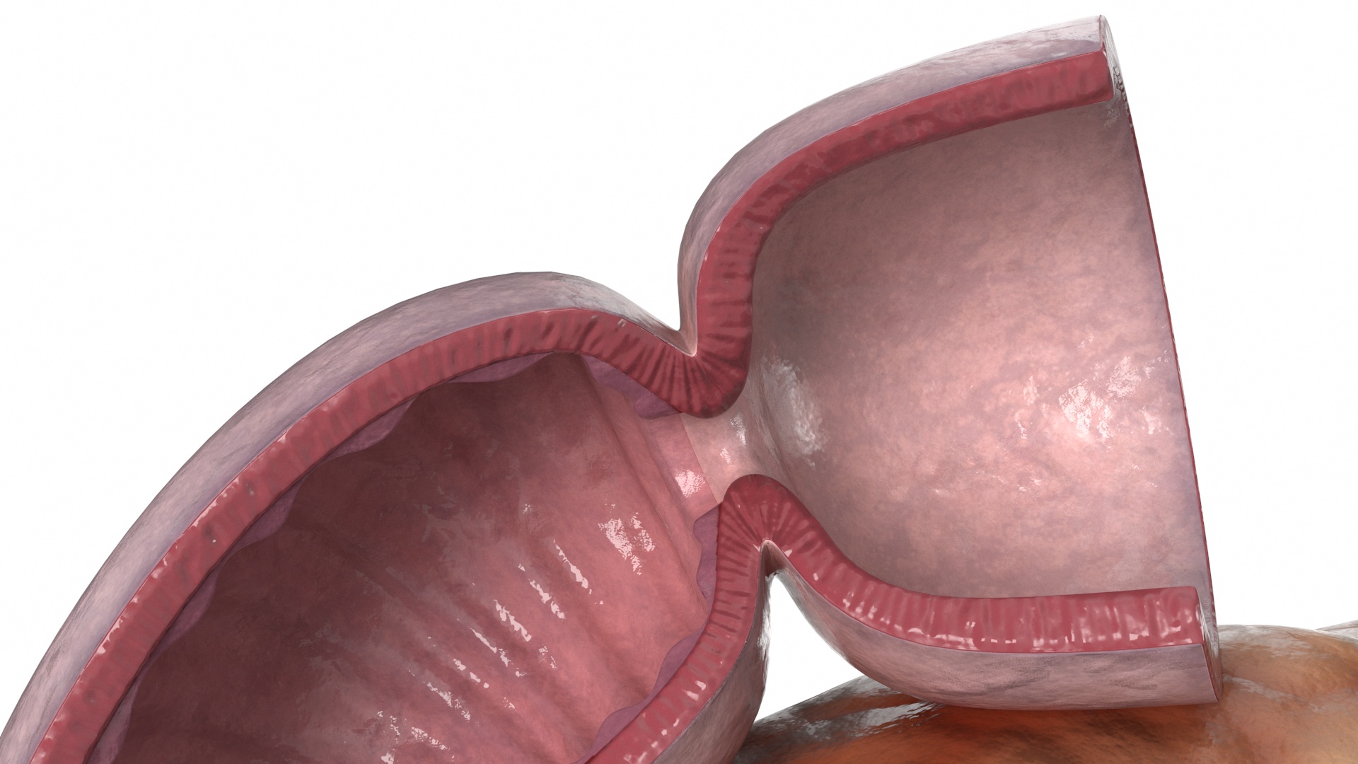 3D Human Pancreas Cut model