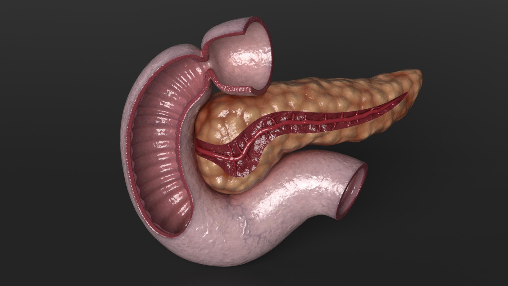 3D Human Pancreas Cut model