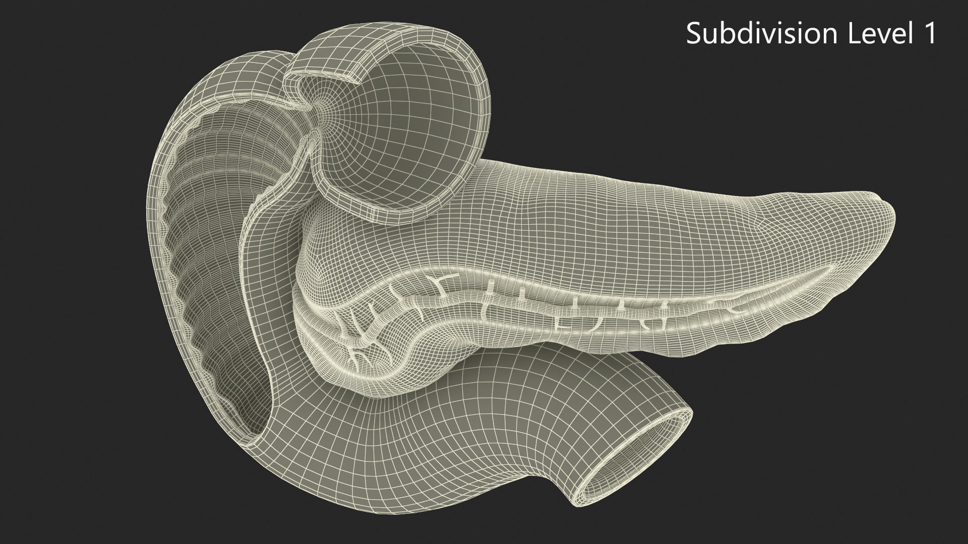 3D Human Pancreas Cut model