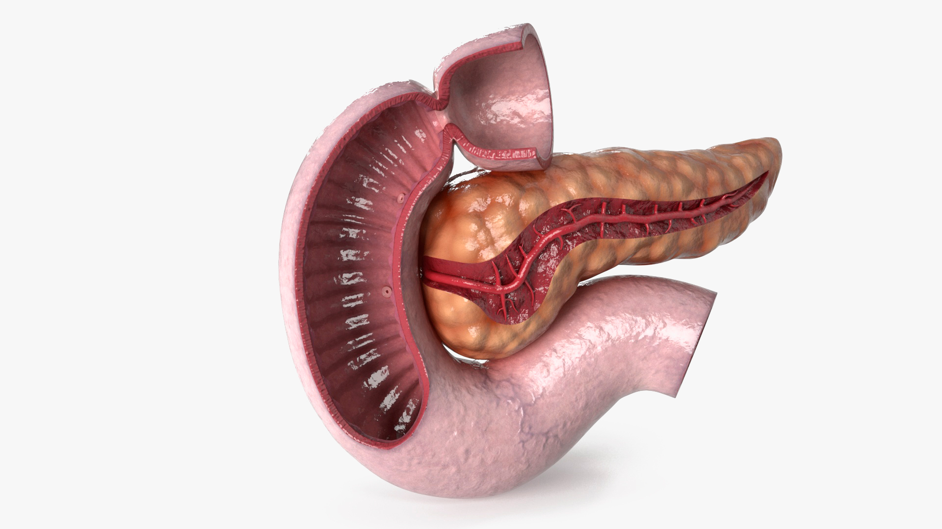 3D Human Pancreas Cut model
