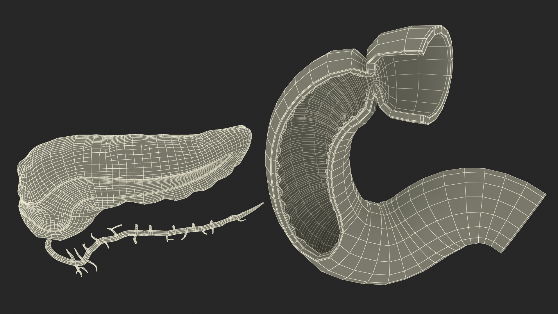 3D Human Pancreas Cut model