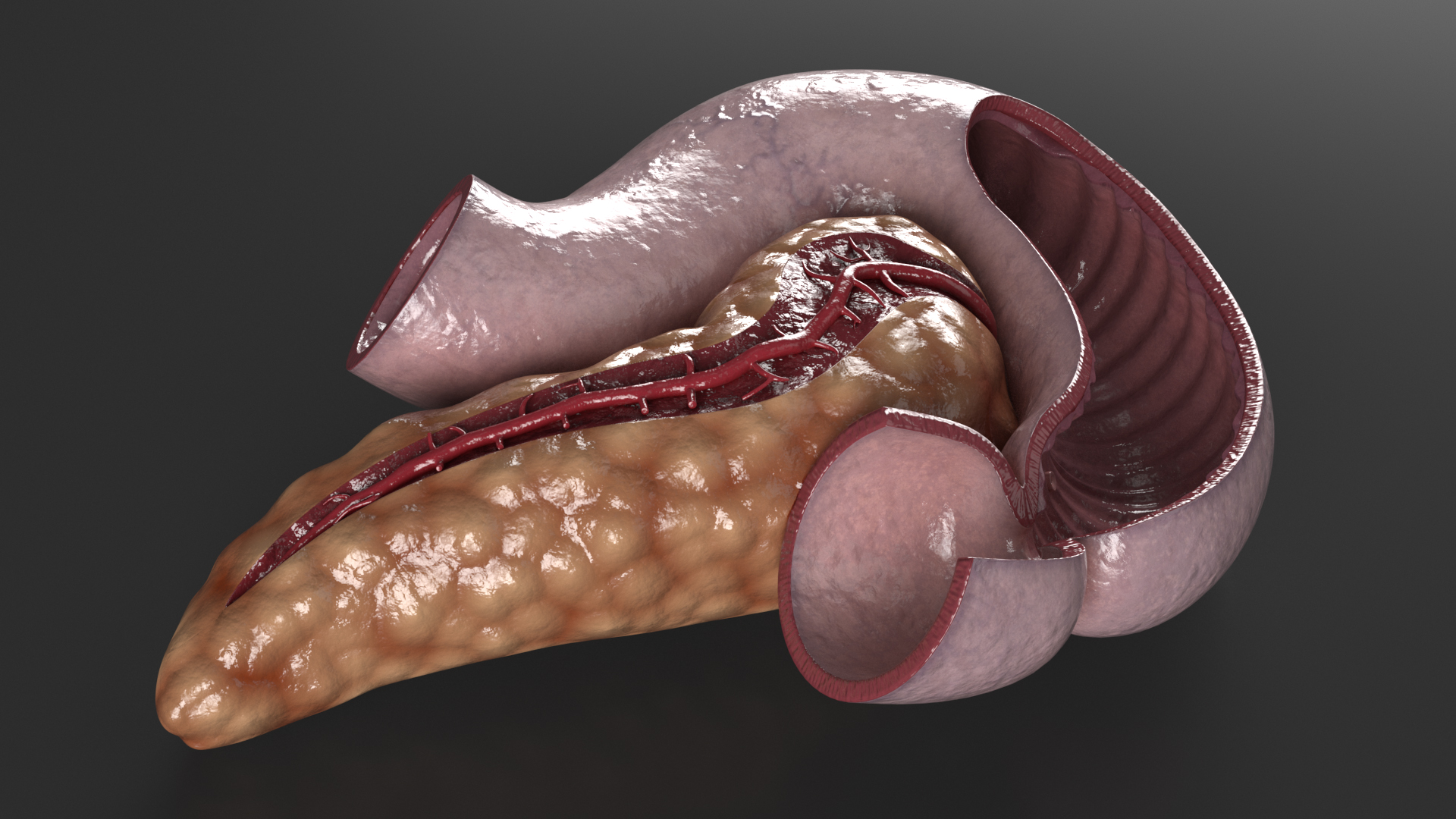3D Human Pancreas Cut model