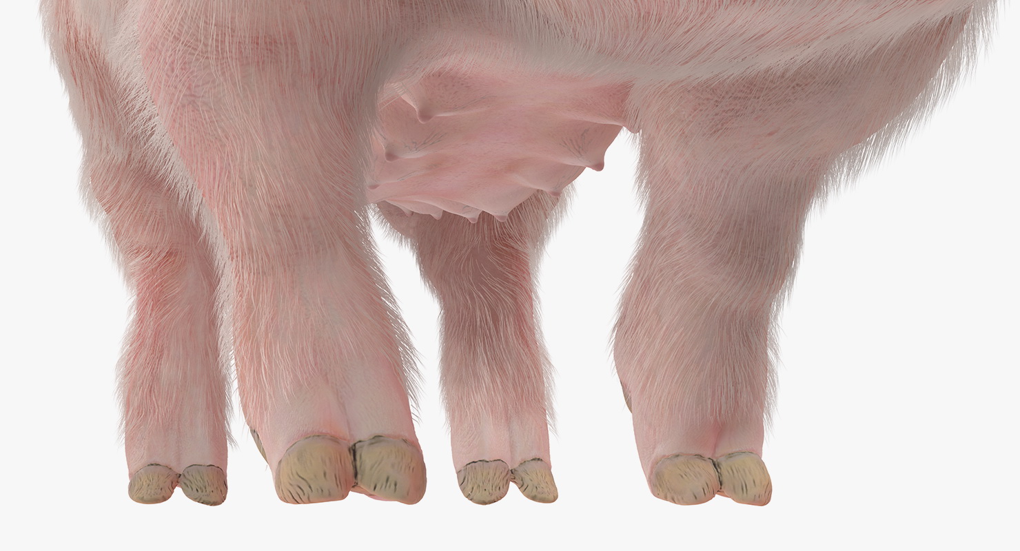 3D Pig Sow Landrace Walking Pose with Fur model