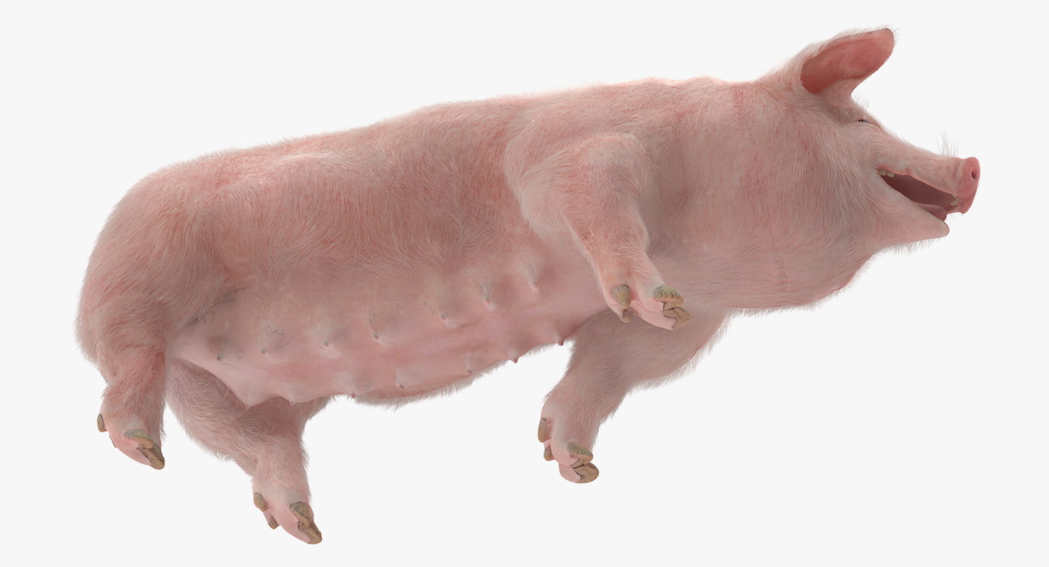 3D Pig Sow Landrace Walking Pose with Fur model
