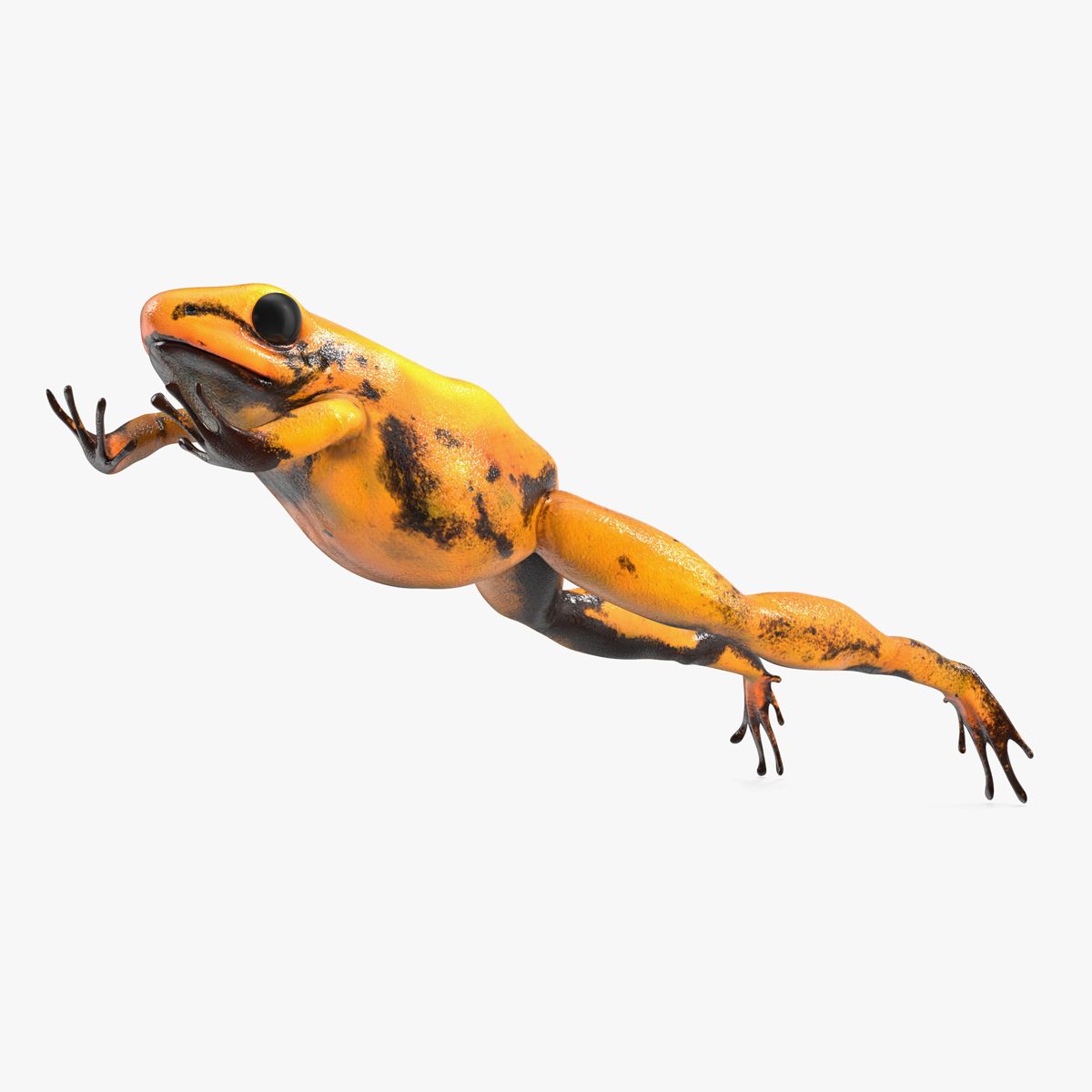 3D Poisonous Dart Frog Orange Morph Rigged for Cinema 4D model