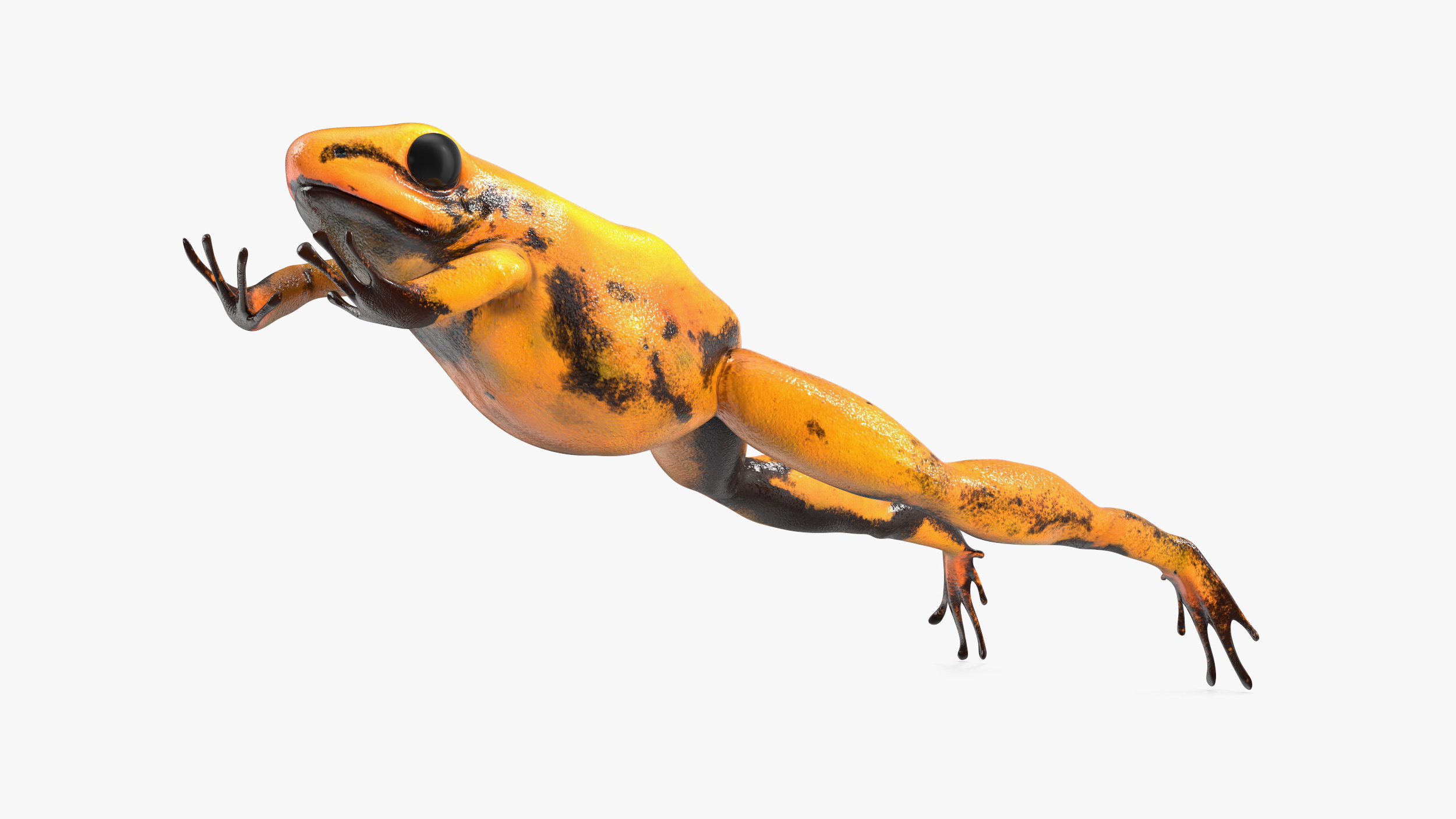 3D Poisonous Dart Frog Orange Morph Rigged for Cinema 4D model