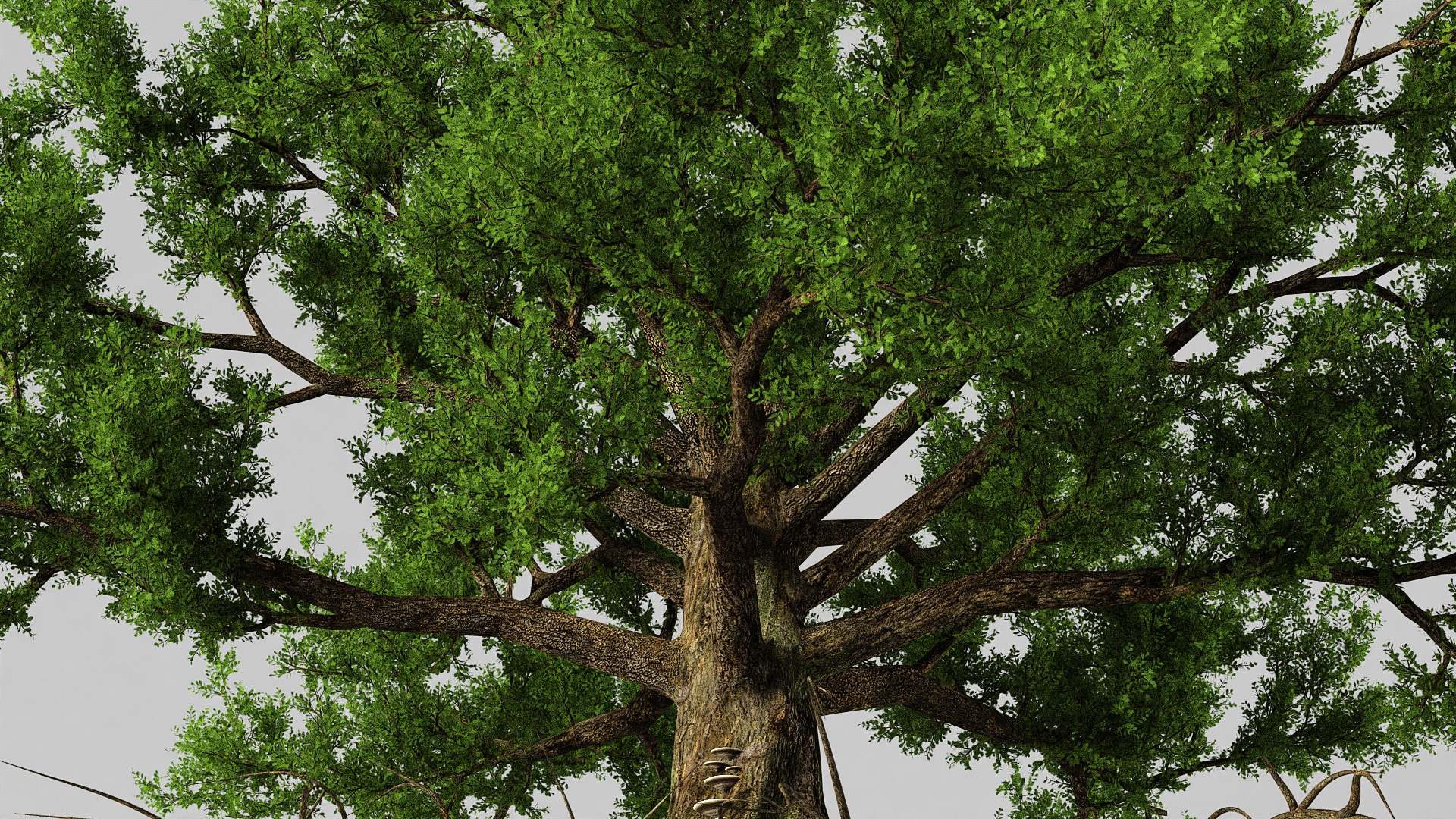 Oak with Roots 3D model
