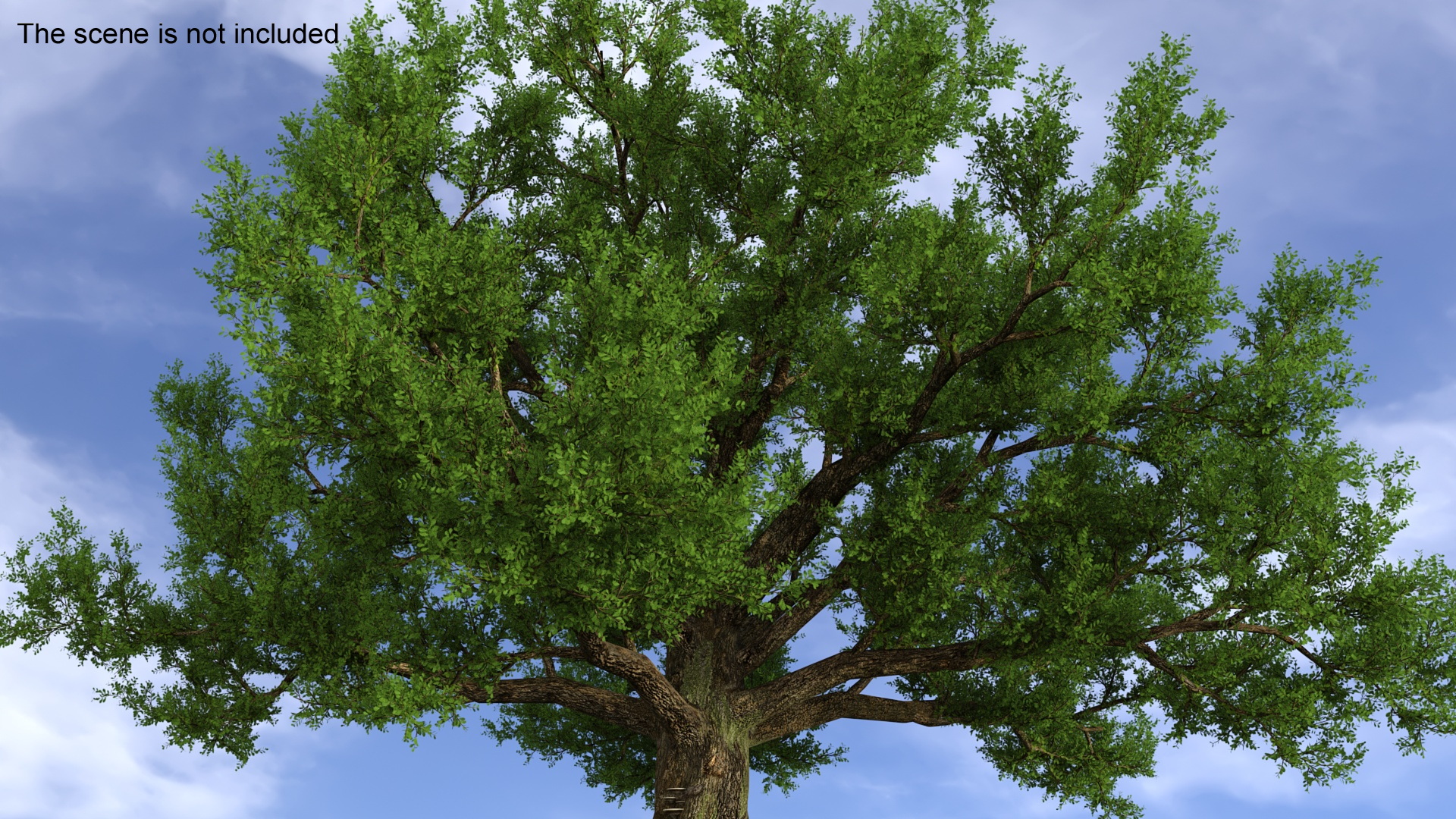 Oak with Roots 3D model