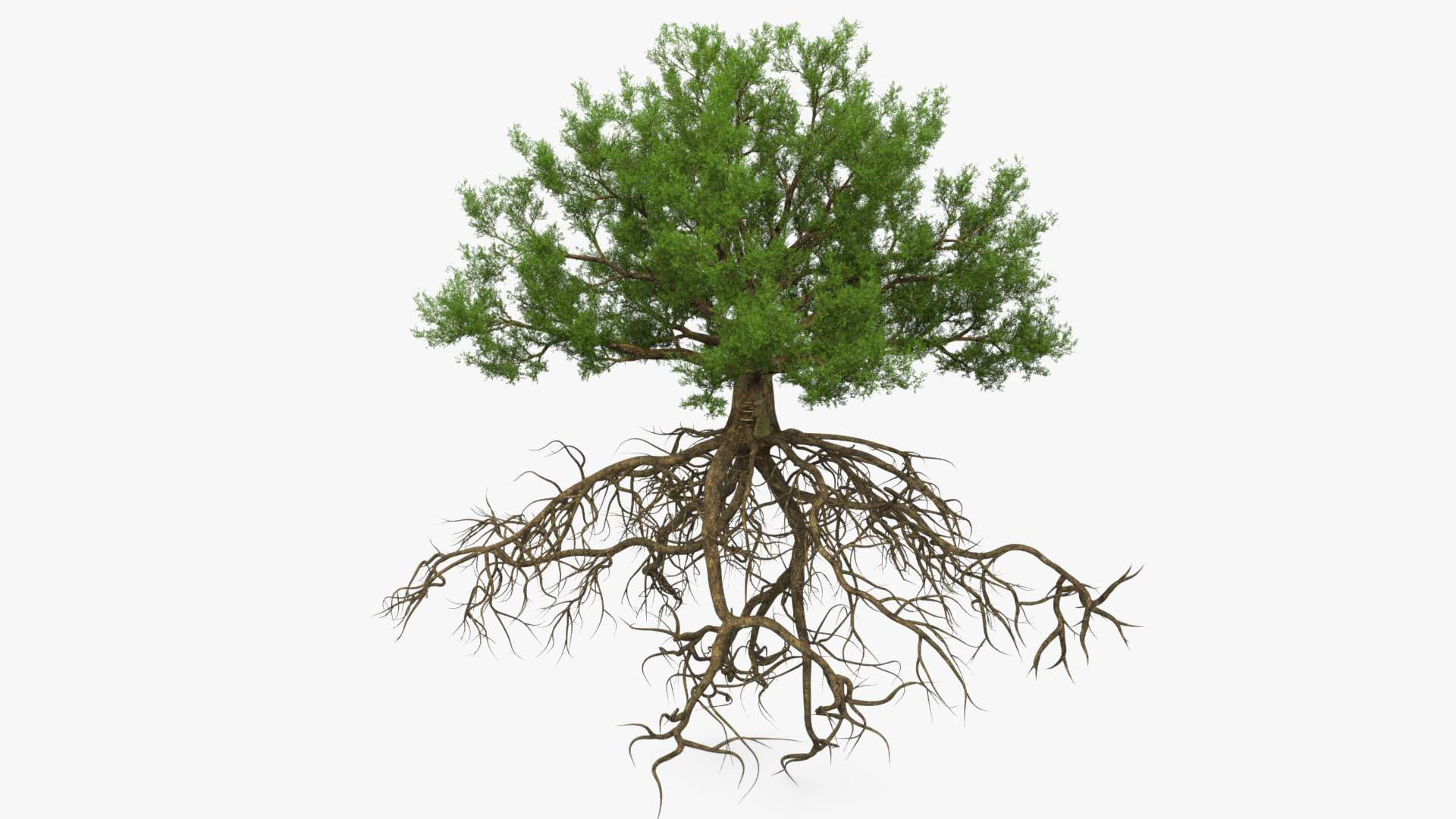 Oak with Roots 3D model