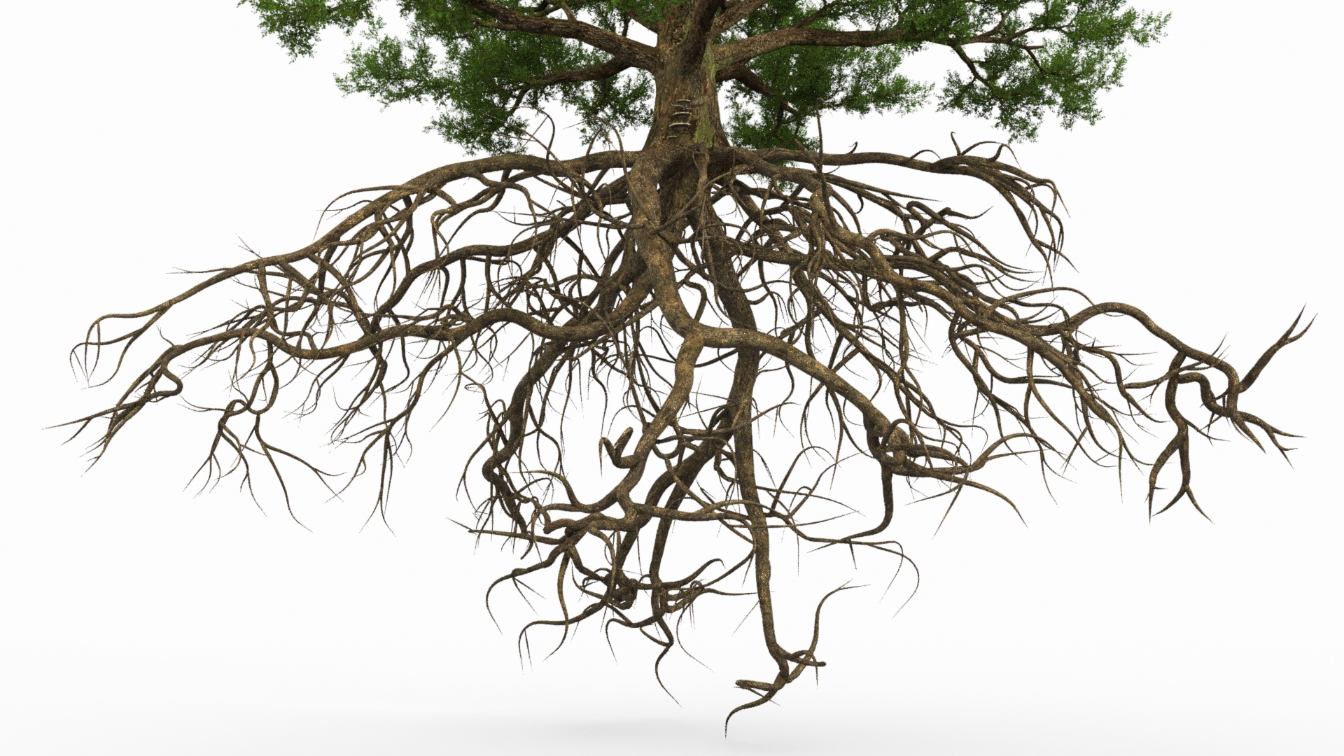 Oak with Roots 3D model