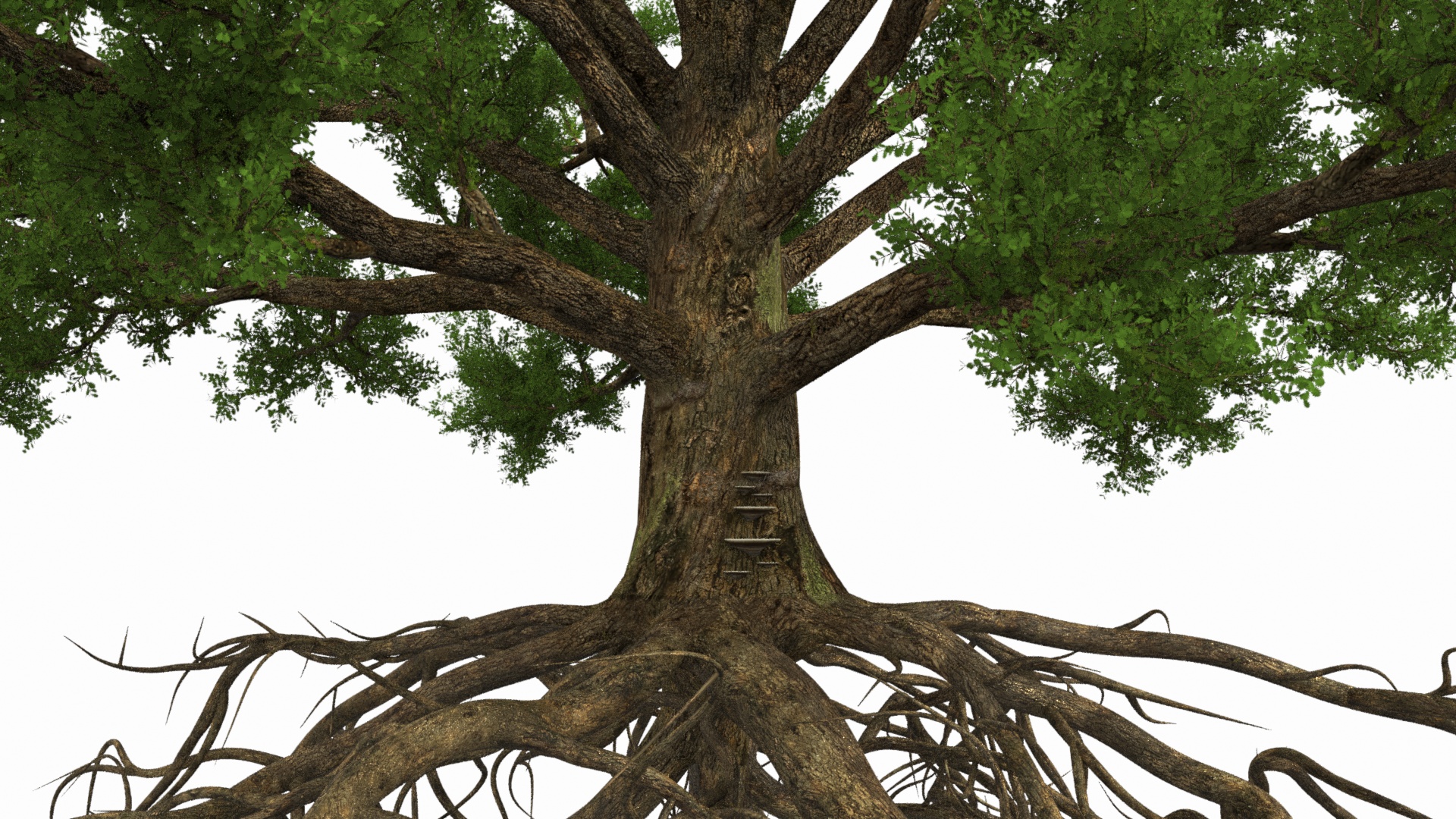 Oak with Roots 3D model