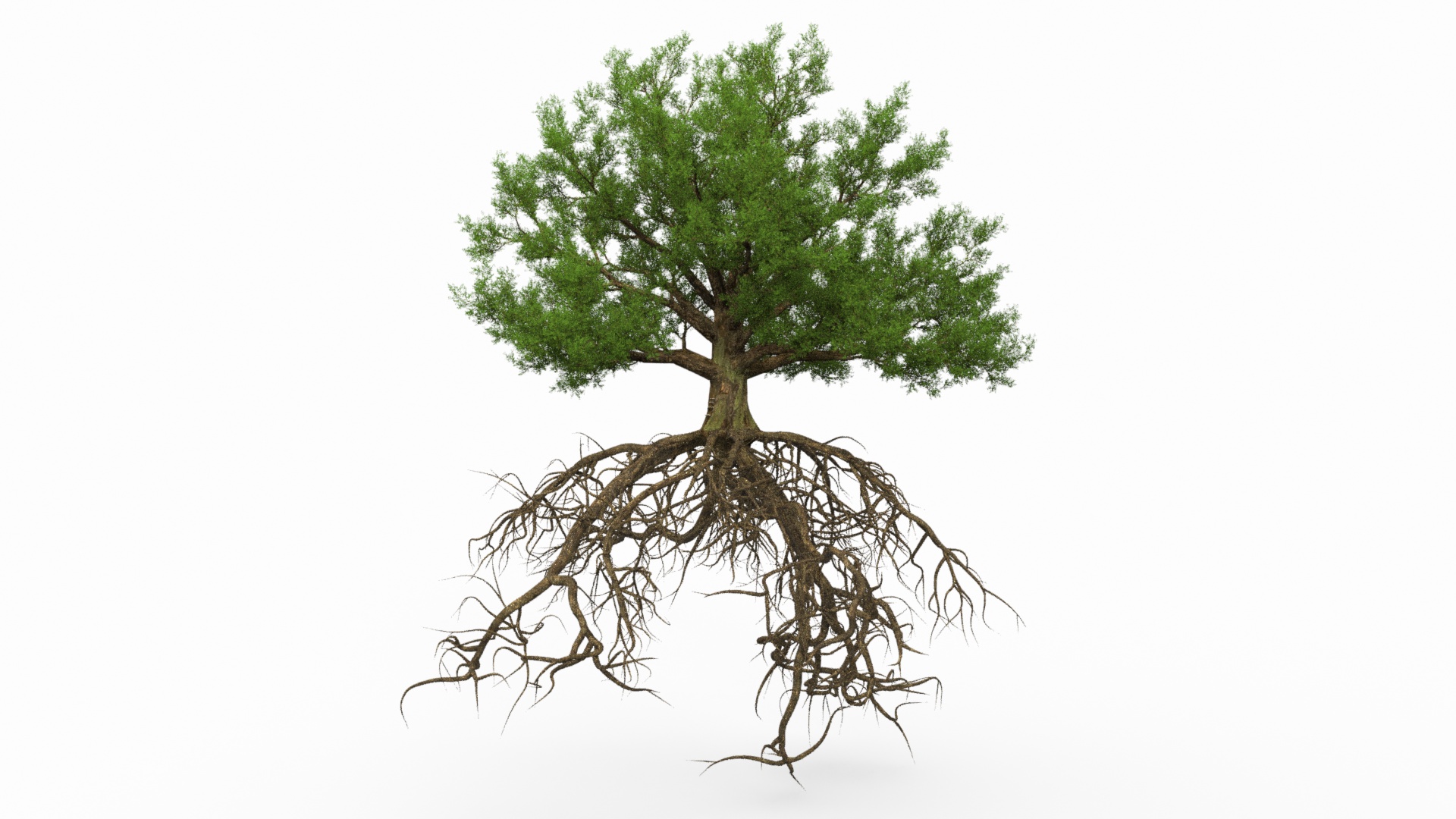 Oak with Roots 3D model