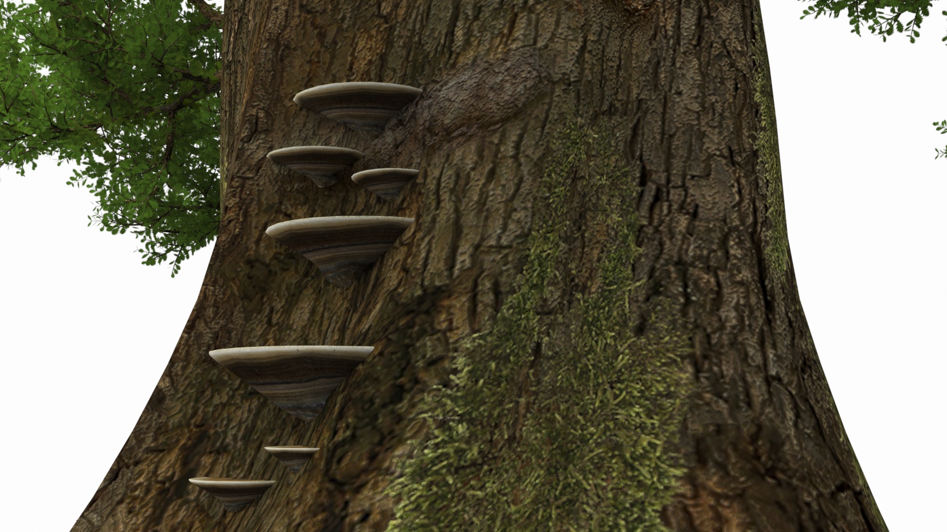 Oak with Roots 3D model