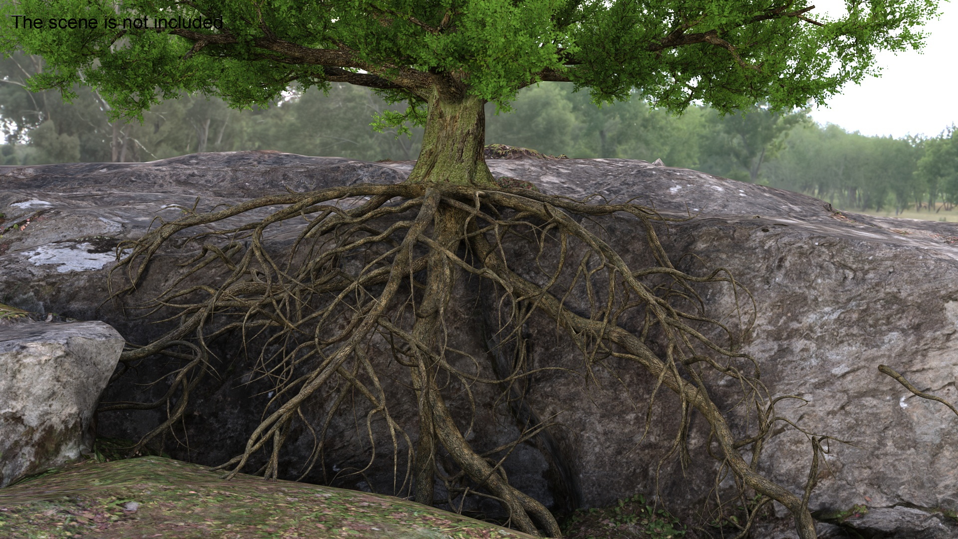 Oak with Roots 3D model