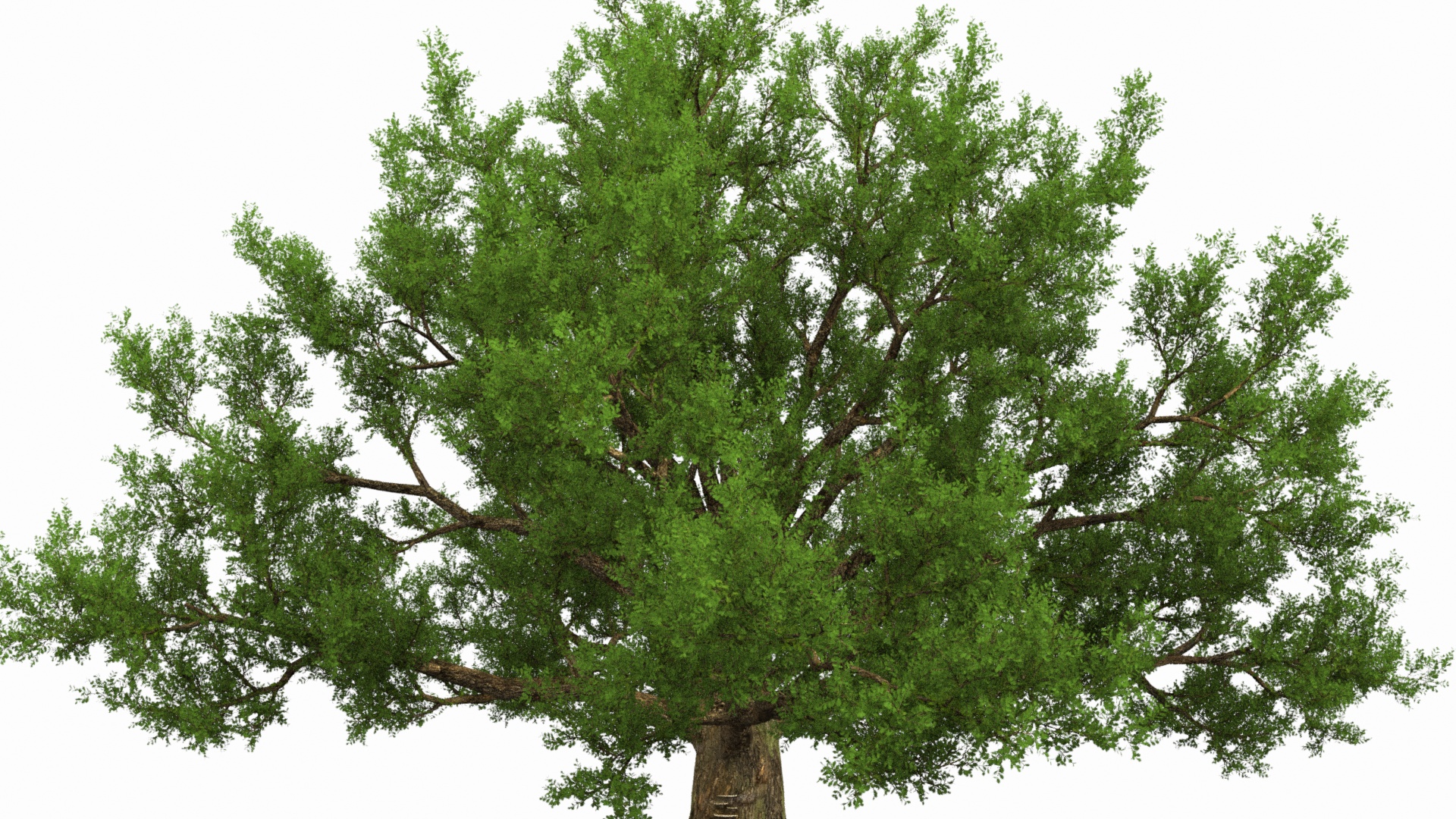 Oak with Roots 3D model