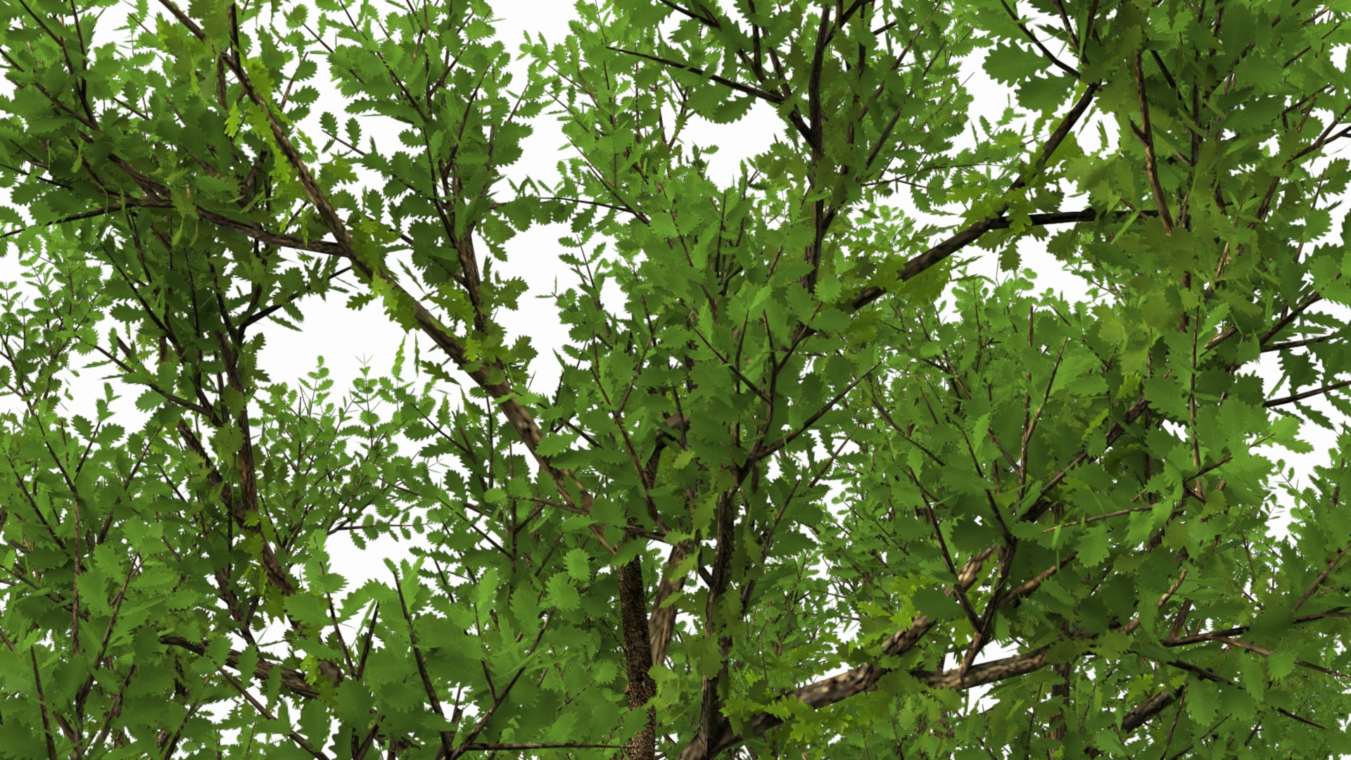 Oak with Roots 3D model