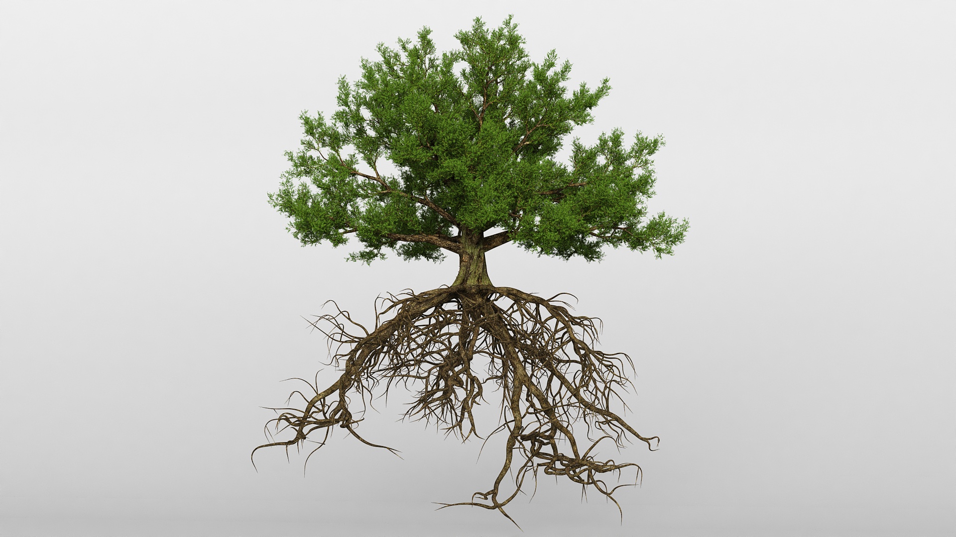 Oak with Roots 3D model