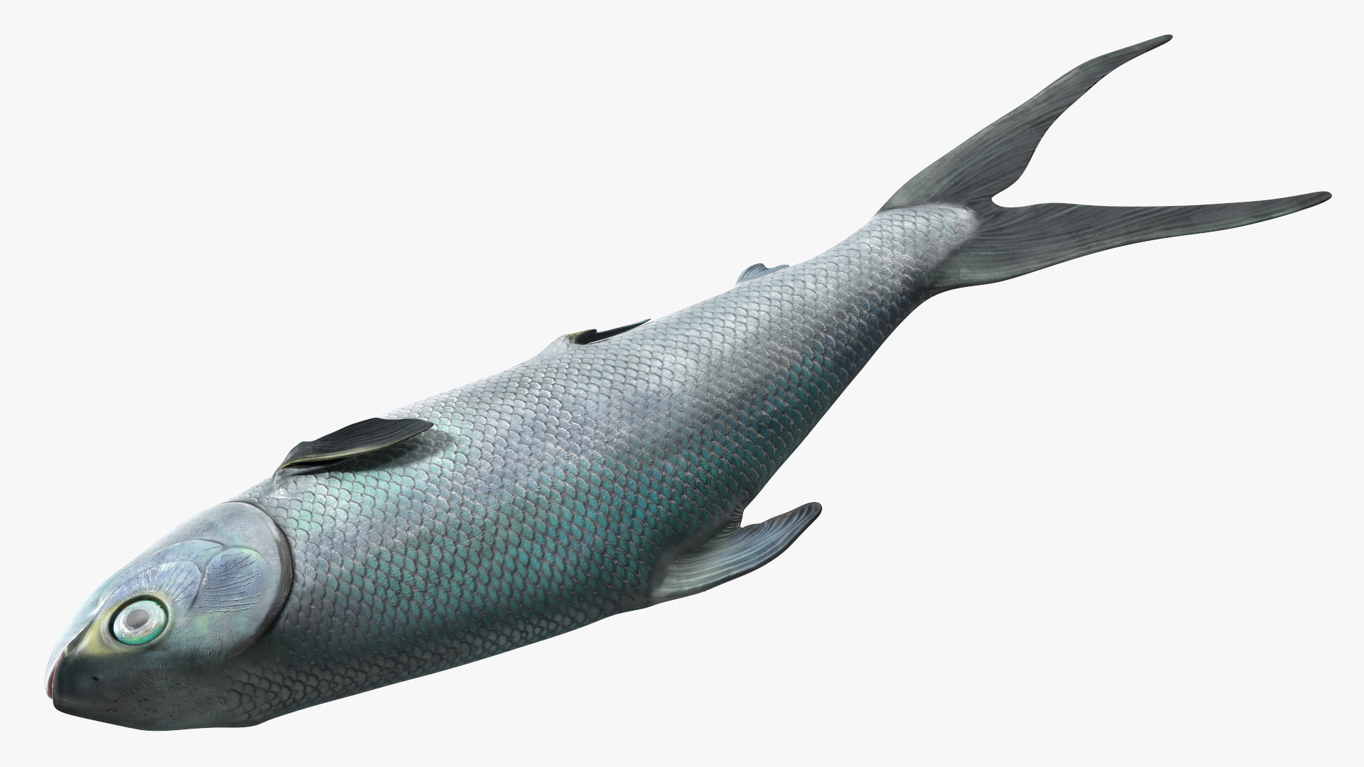 3D model Raw Bangus