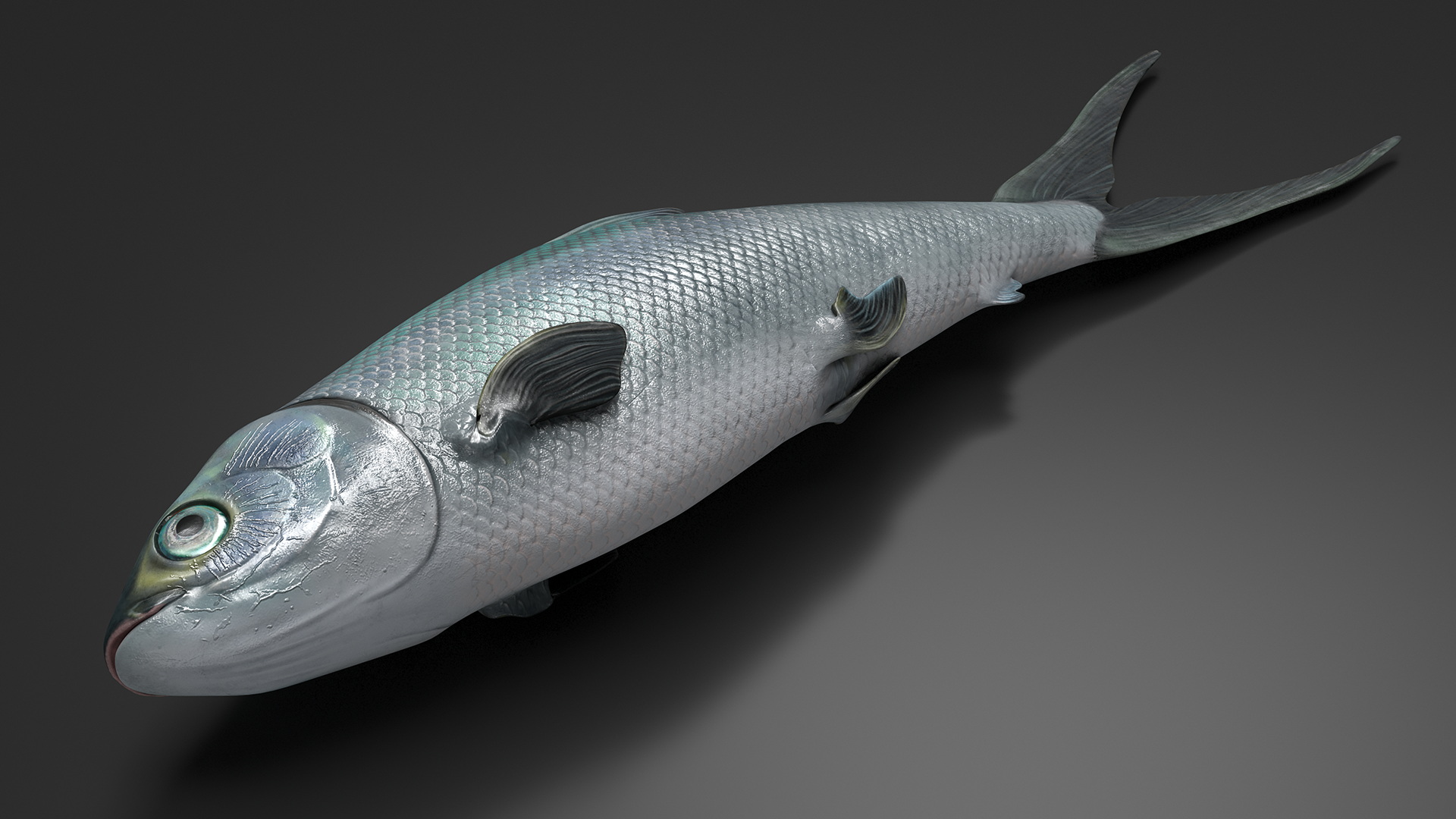 3D model Raw Bangus