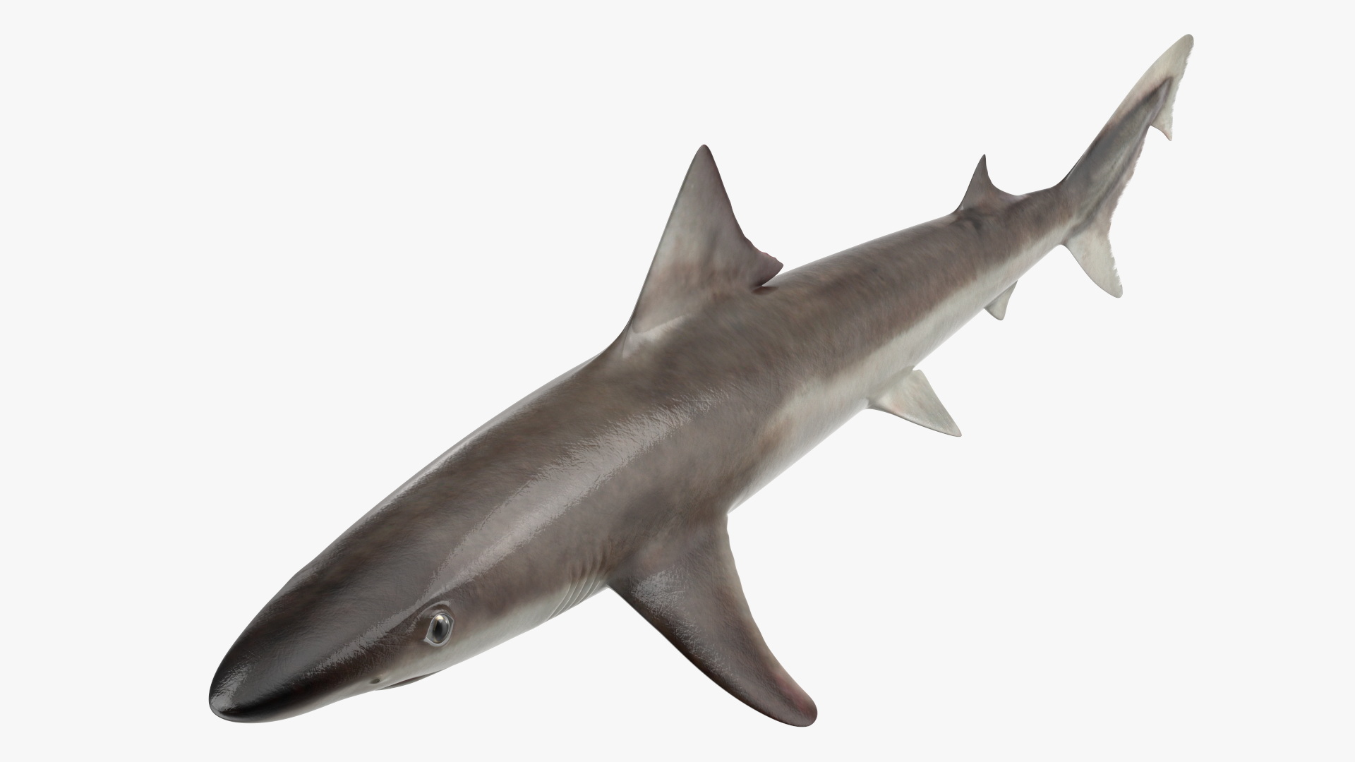 Realistic School Shark 3D