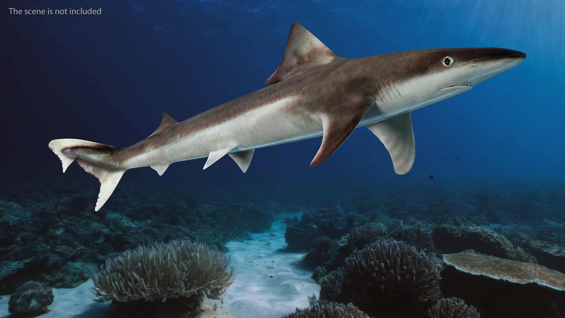 Realistic School Shark 3D