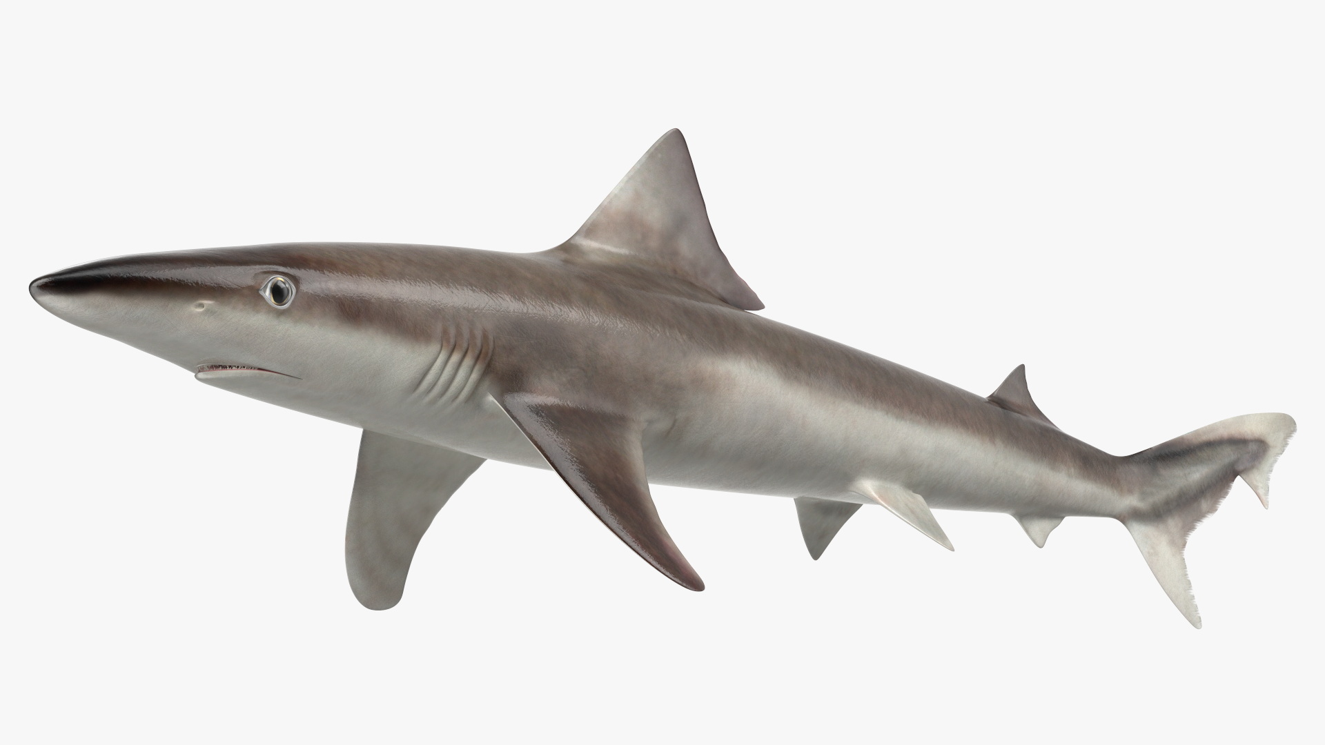 Realistic School Shark 3D