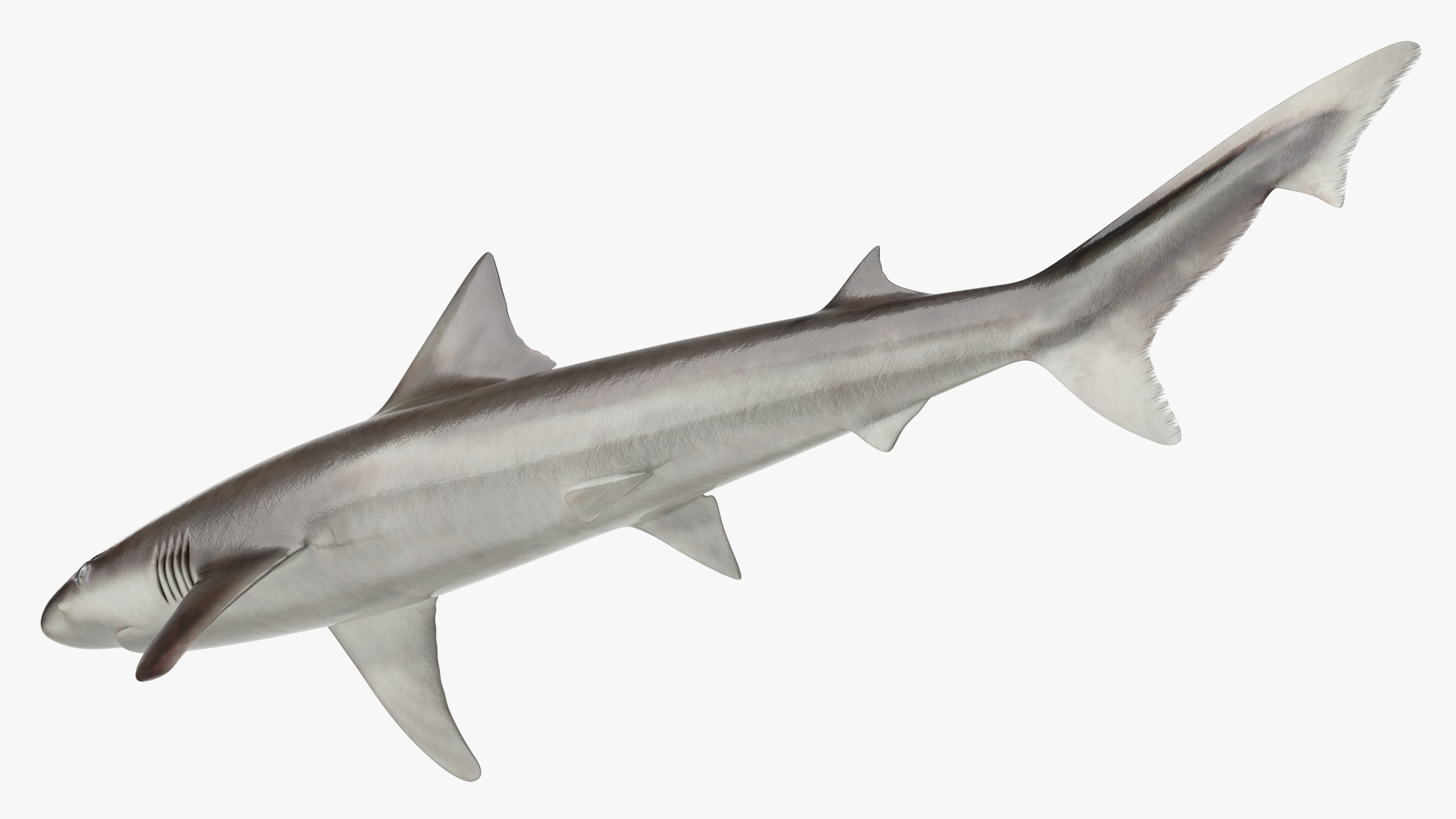 Realistic School Shark 3D
