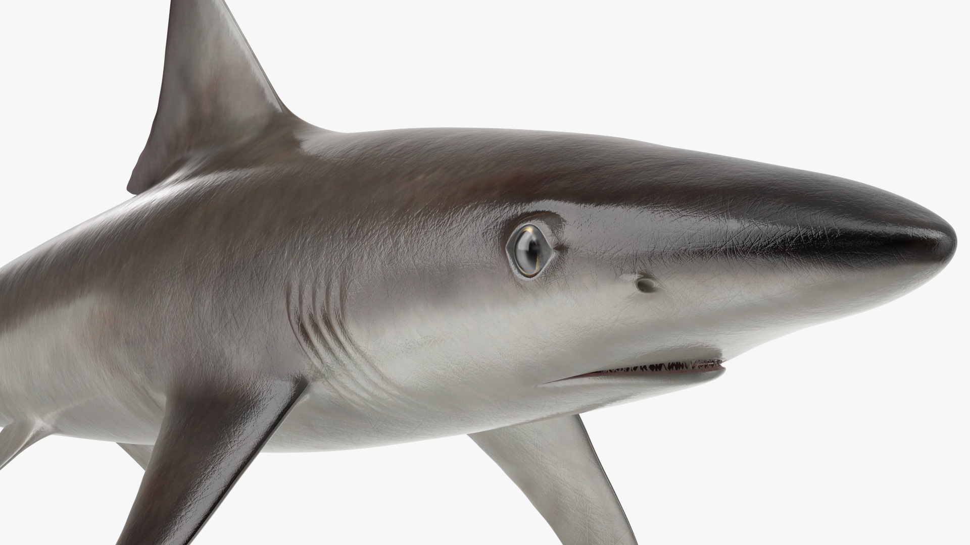 Realistic School Shark 3D